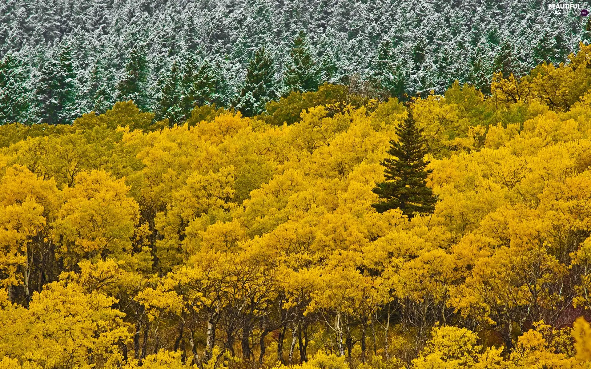 woods, viewes, autumn, trees