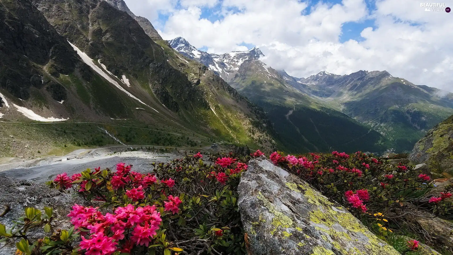 Mountains, Azaleas, rhododendron, Path