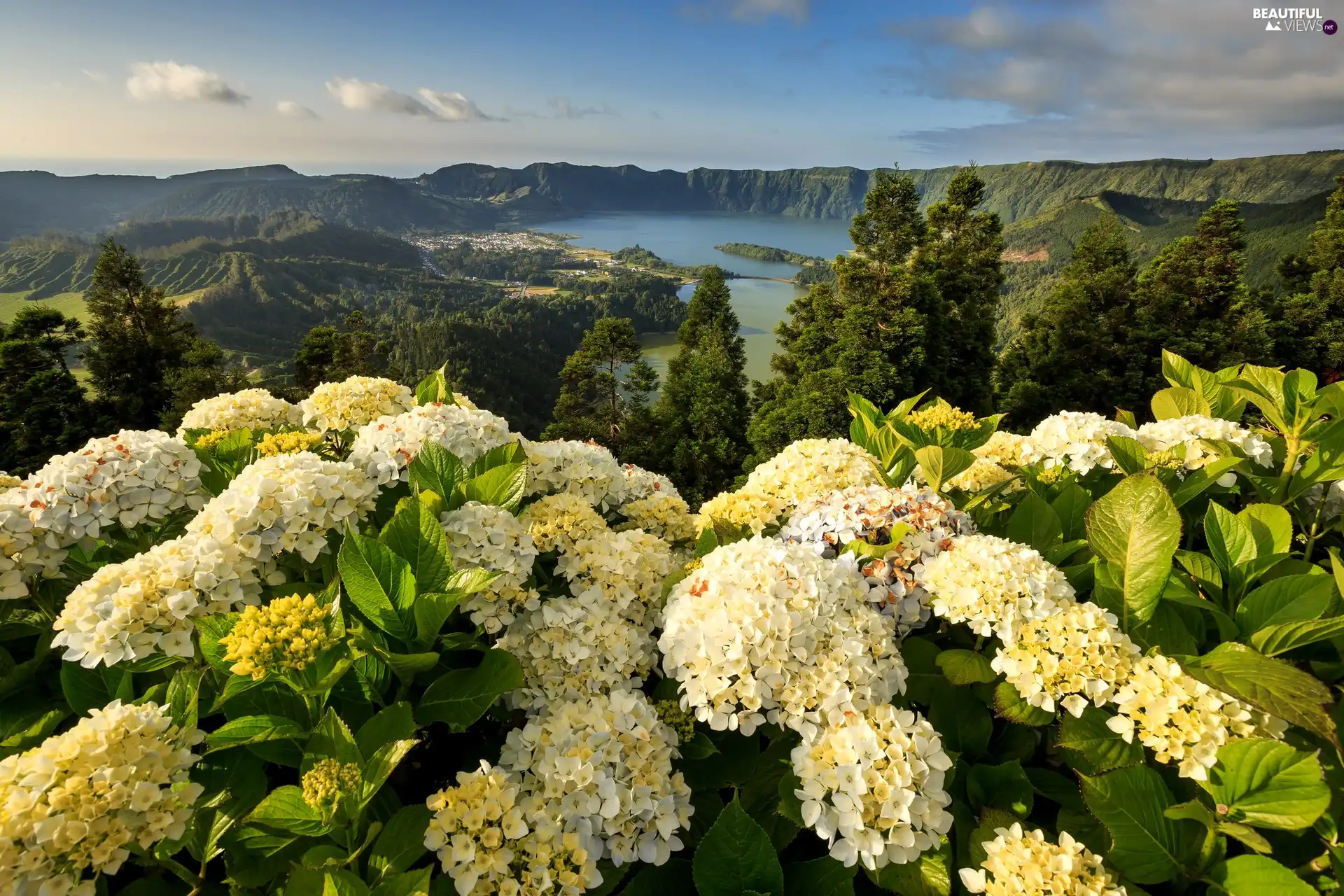 Azores, Portugal, Mountains, lake, hydrangeas