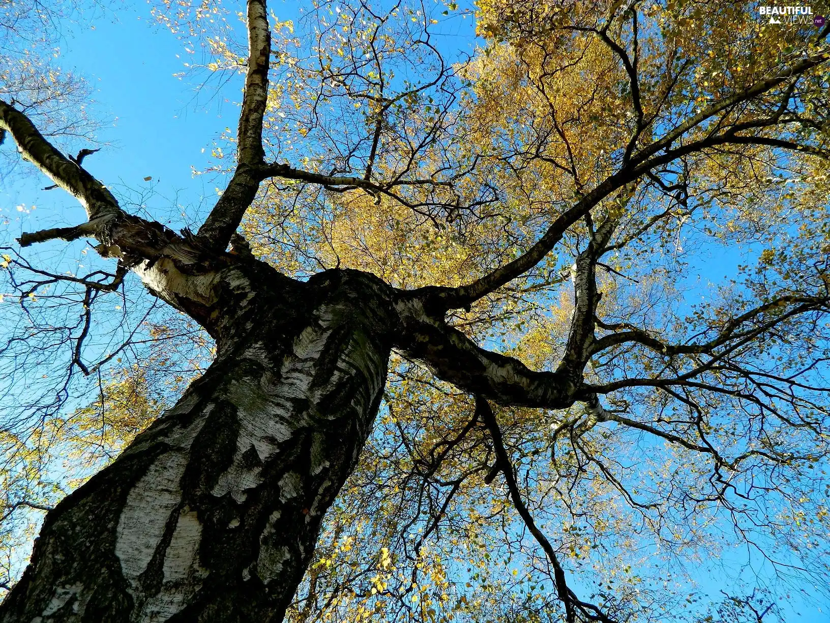 azure, Heaven, birch-tree, Leaf, autumn