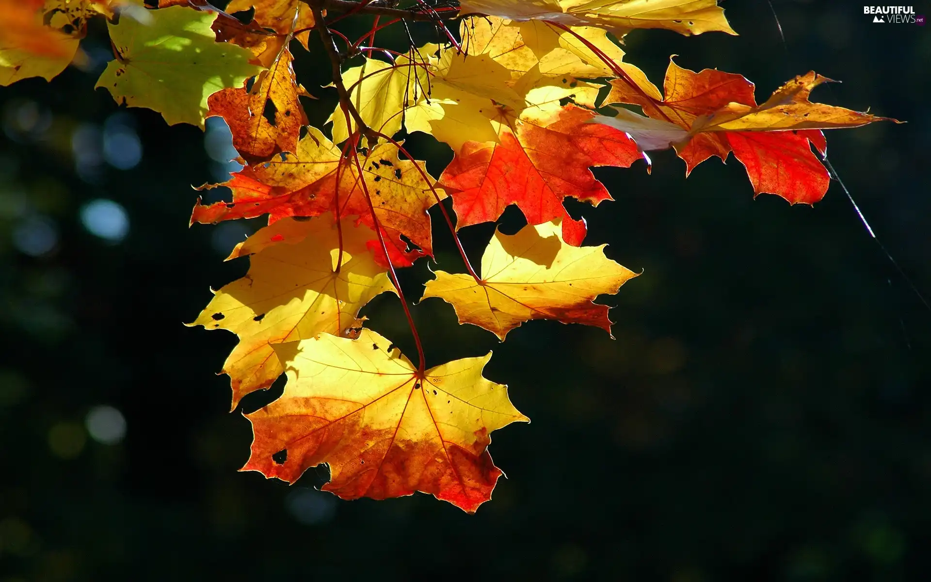 Autumn, Black, background, Leaf