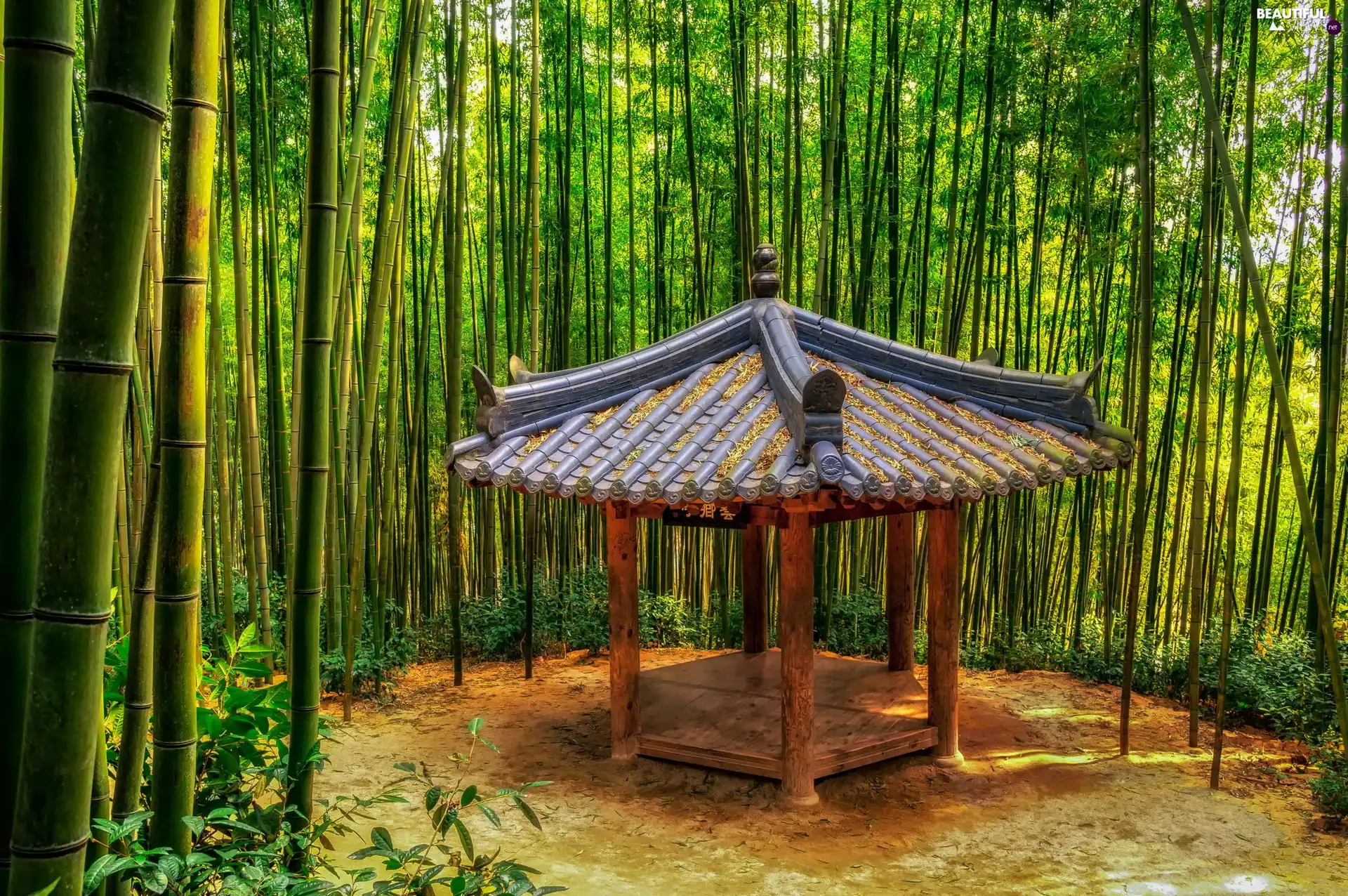 bamboo, arbour, forest