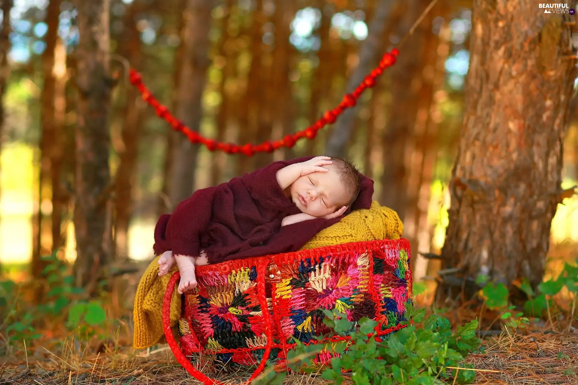 basket, Baby, forest