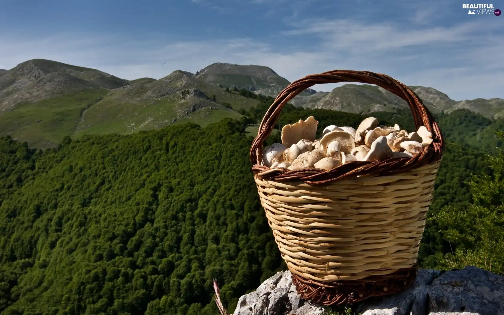 basket, mushrooms, woods, Rocks, Mountains