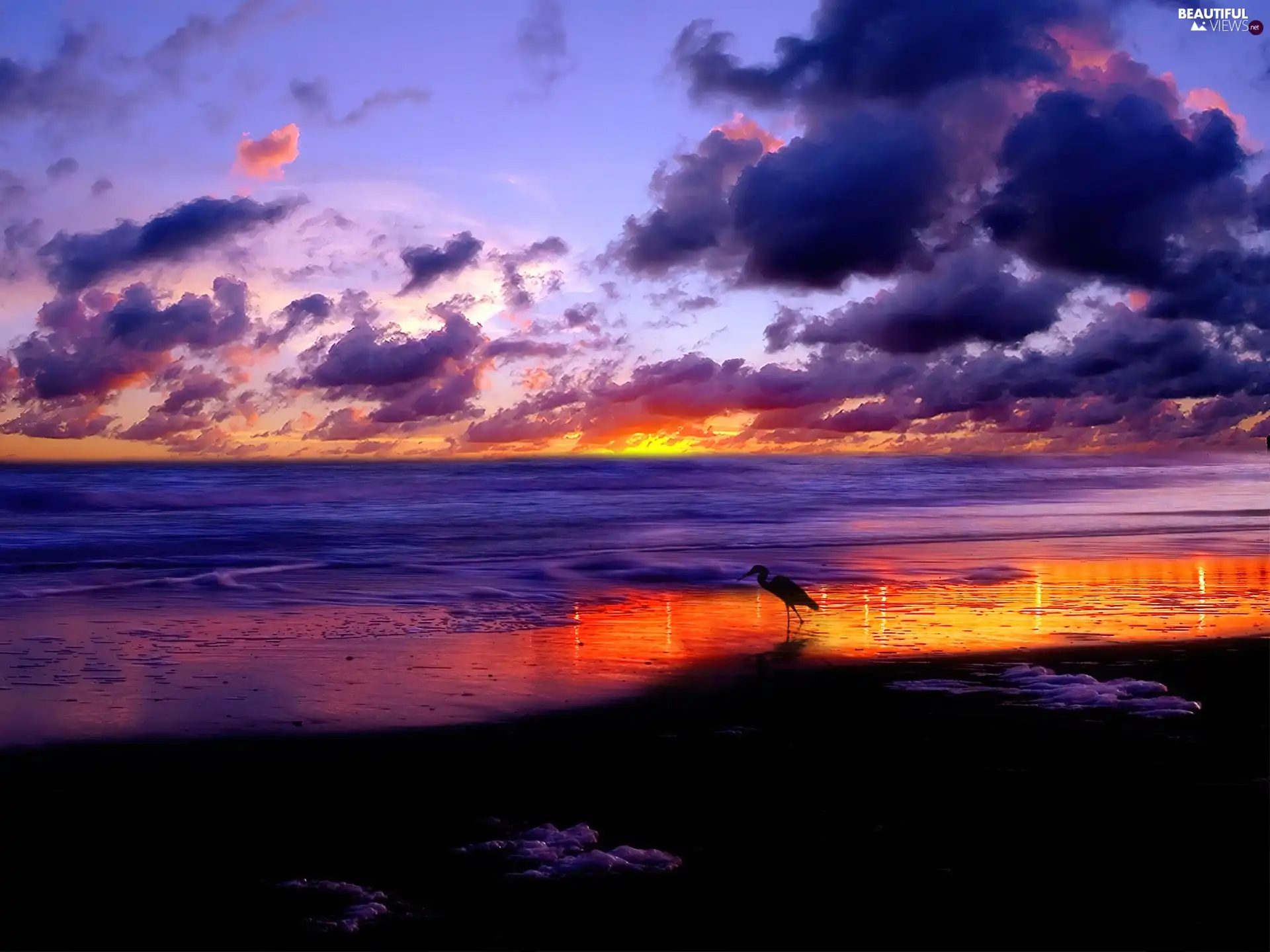 Beaches, Bird, sun, clouds, west