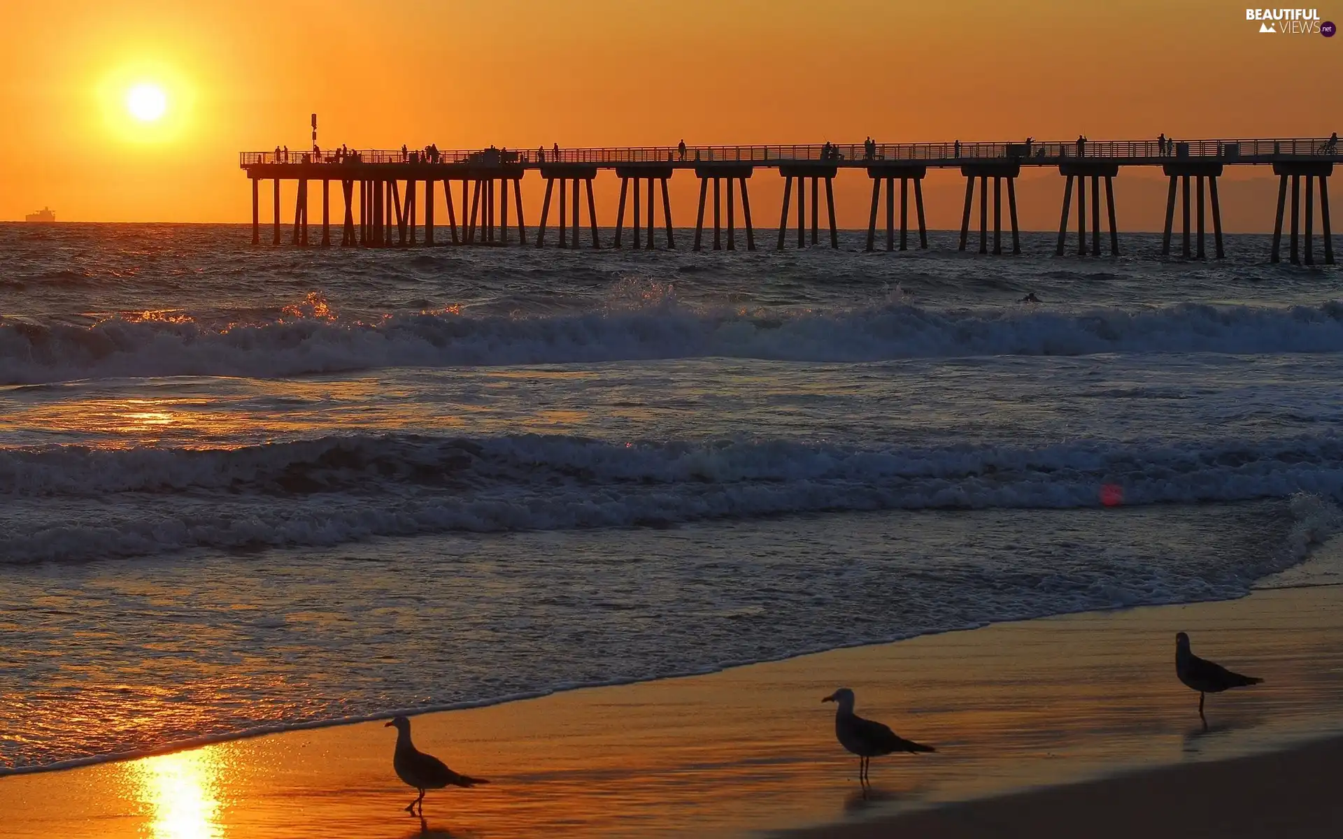 sea, gulls, Beaches, pier