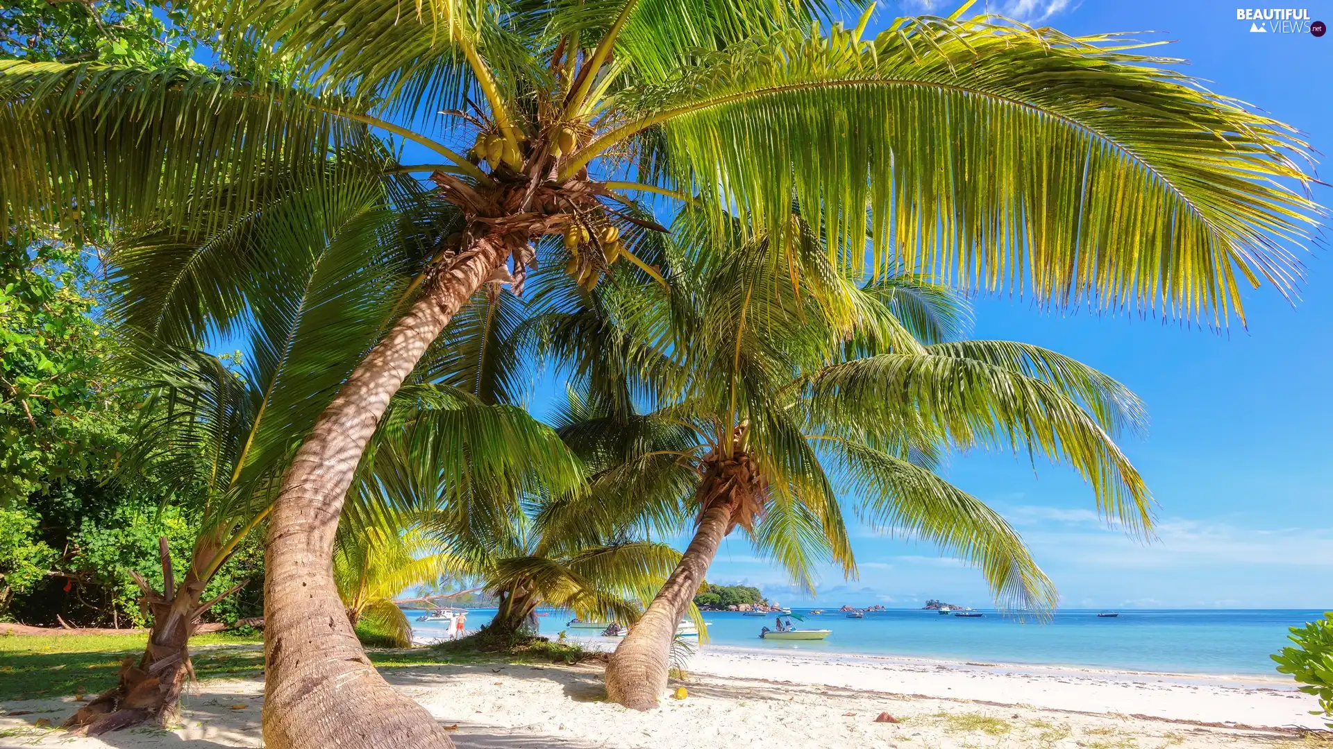 Mahe Island, Seychelles, Beaches, Palms, sea