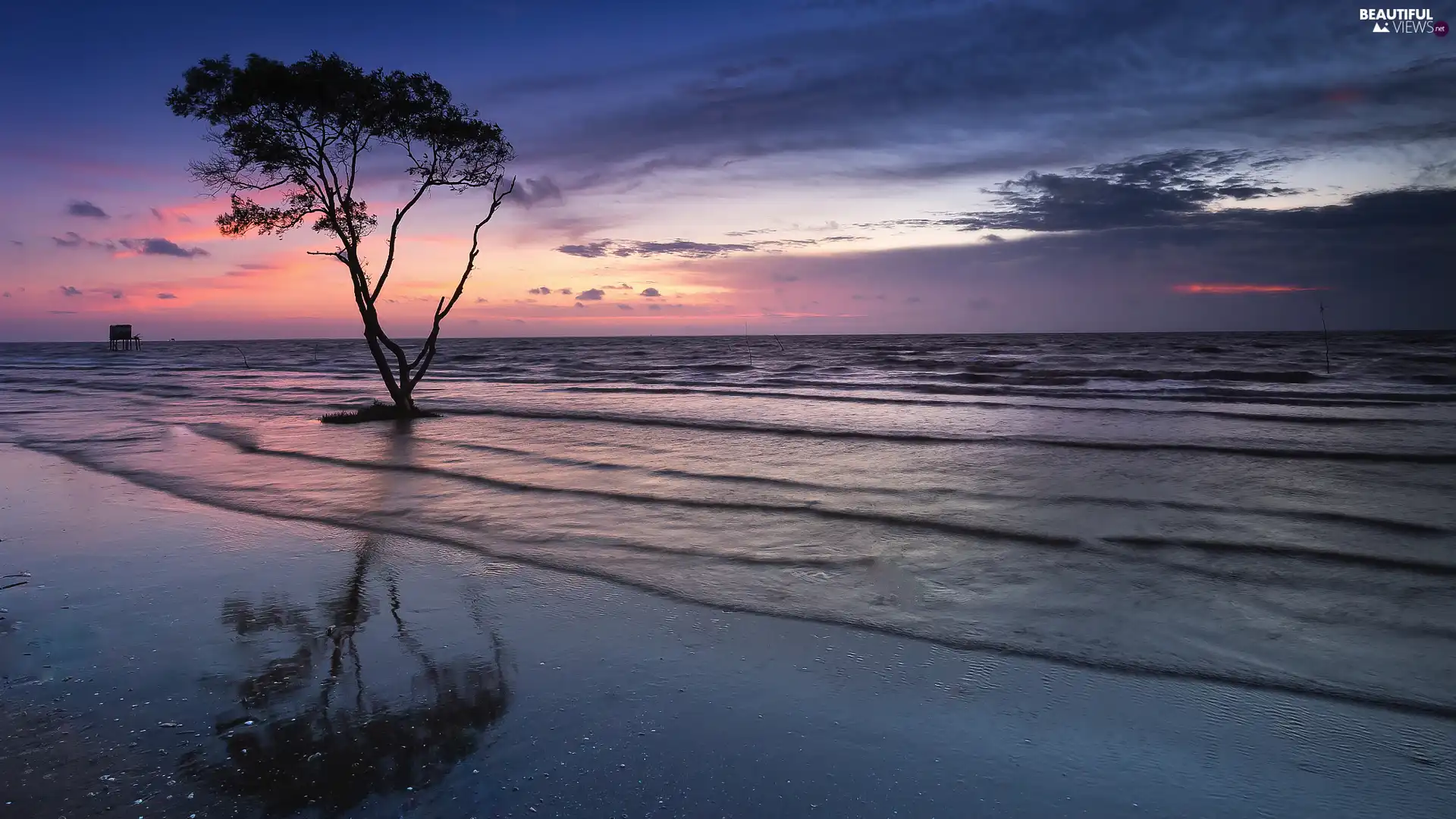 trees, Great Sunsets, Beaches, Waves, sea