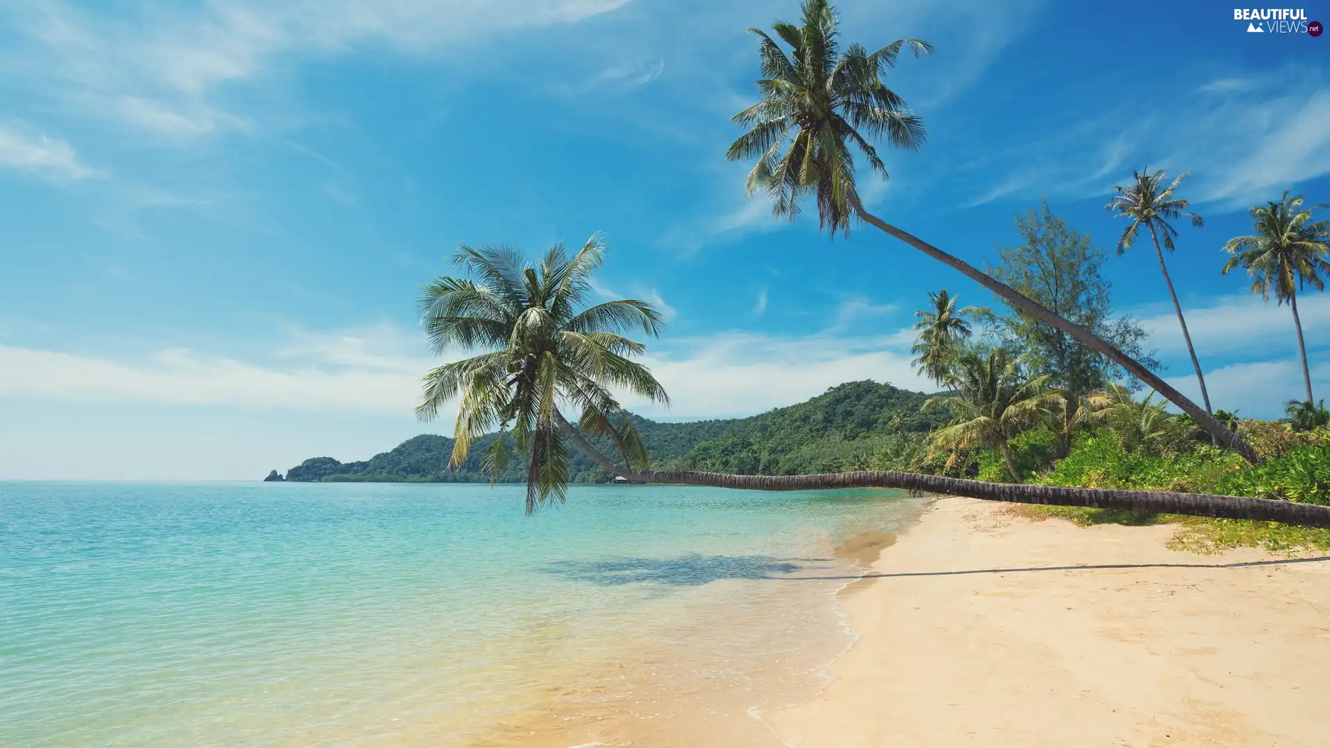 sea, Palms, VEGETATION, Beaches