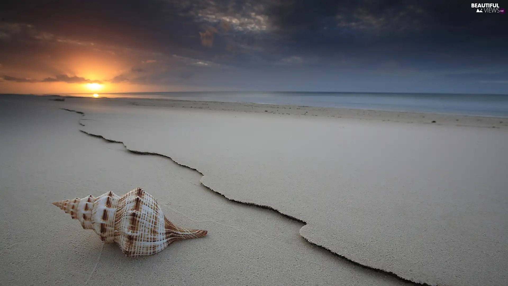 shell, Beaches