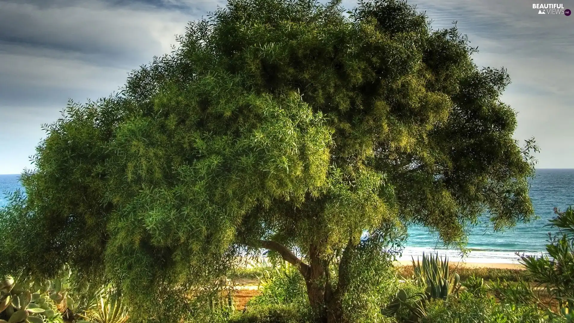 trees, Beaches