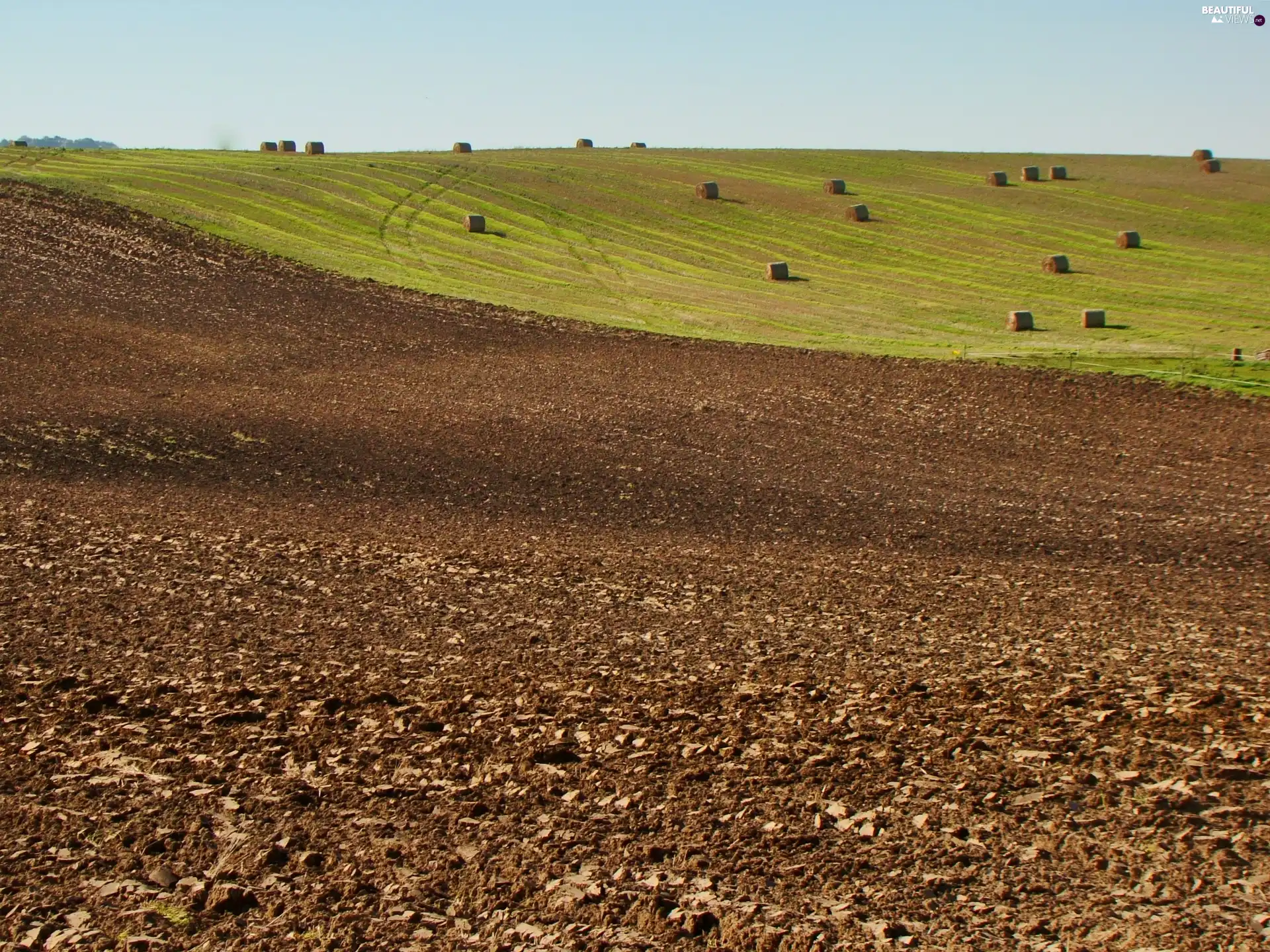 Field, Bele