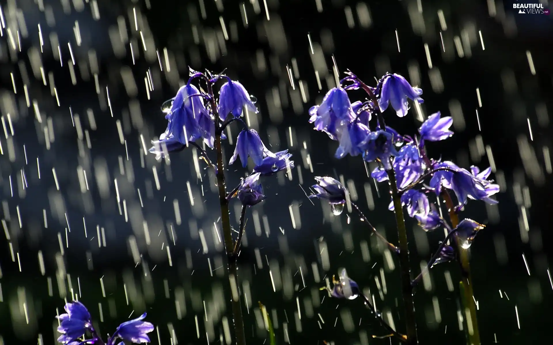 Rain, flowers, bells, Blue