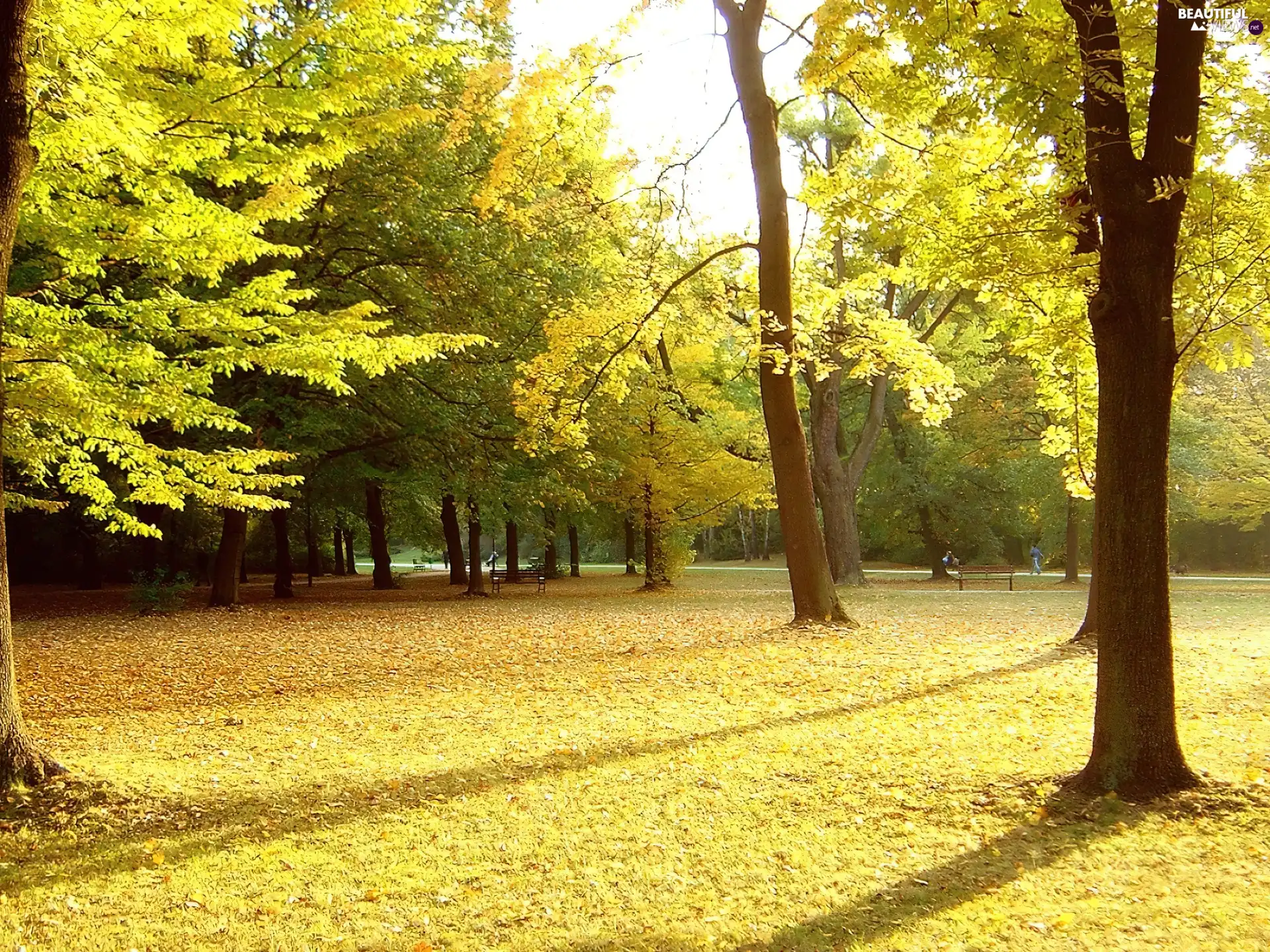 bench, Leaf, trees, viewes, Park