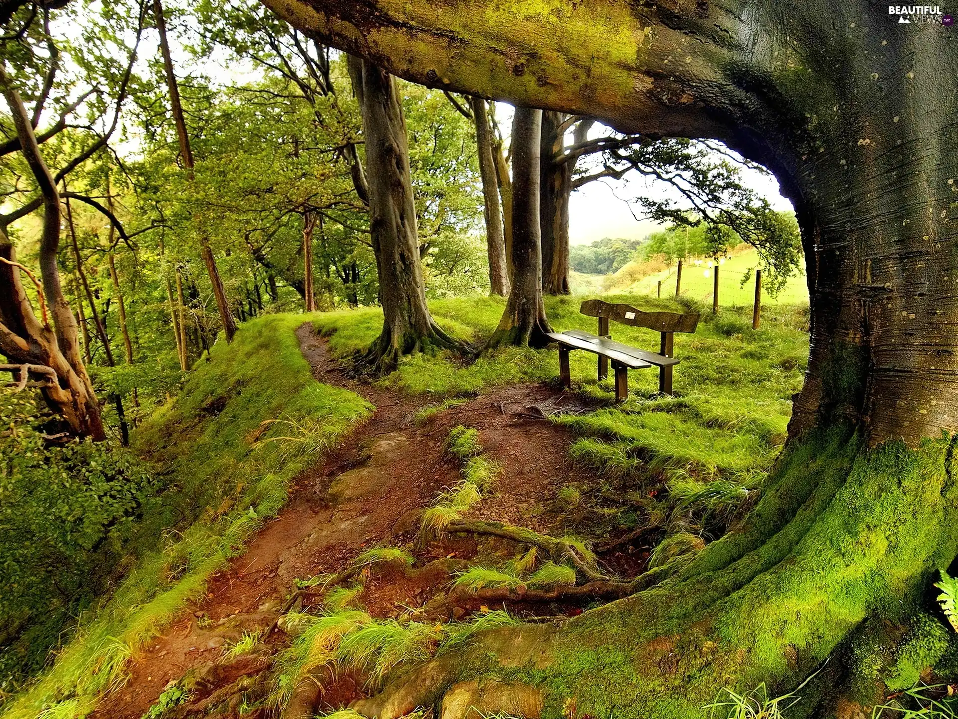 old, Moss, Bench, trees