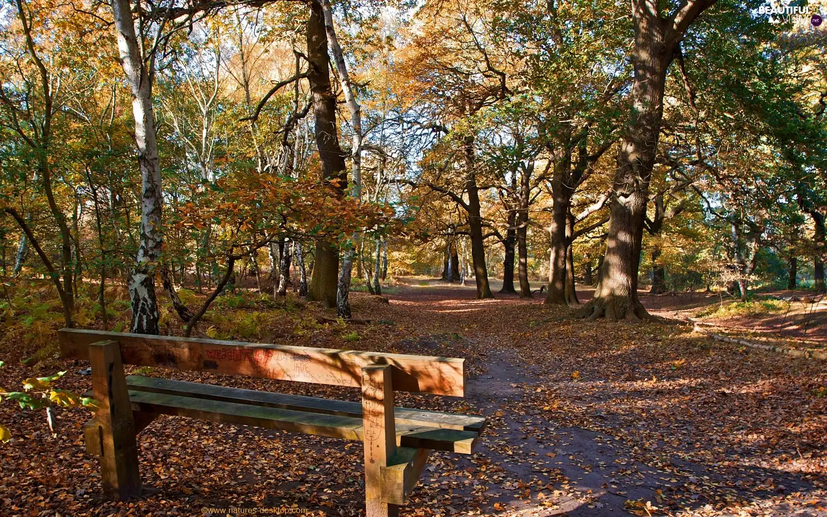 Bench, autumn, Park