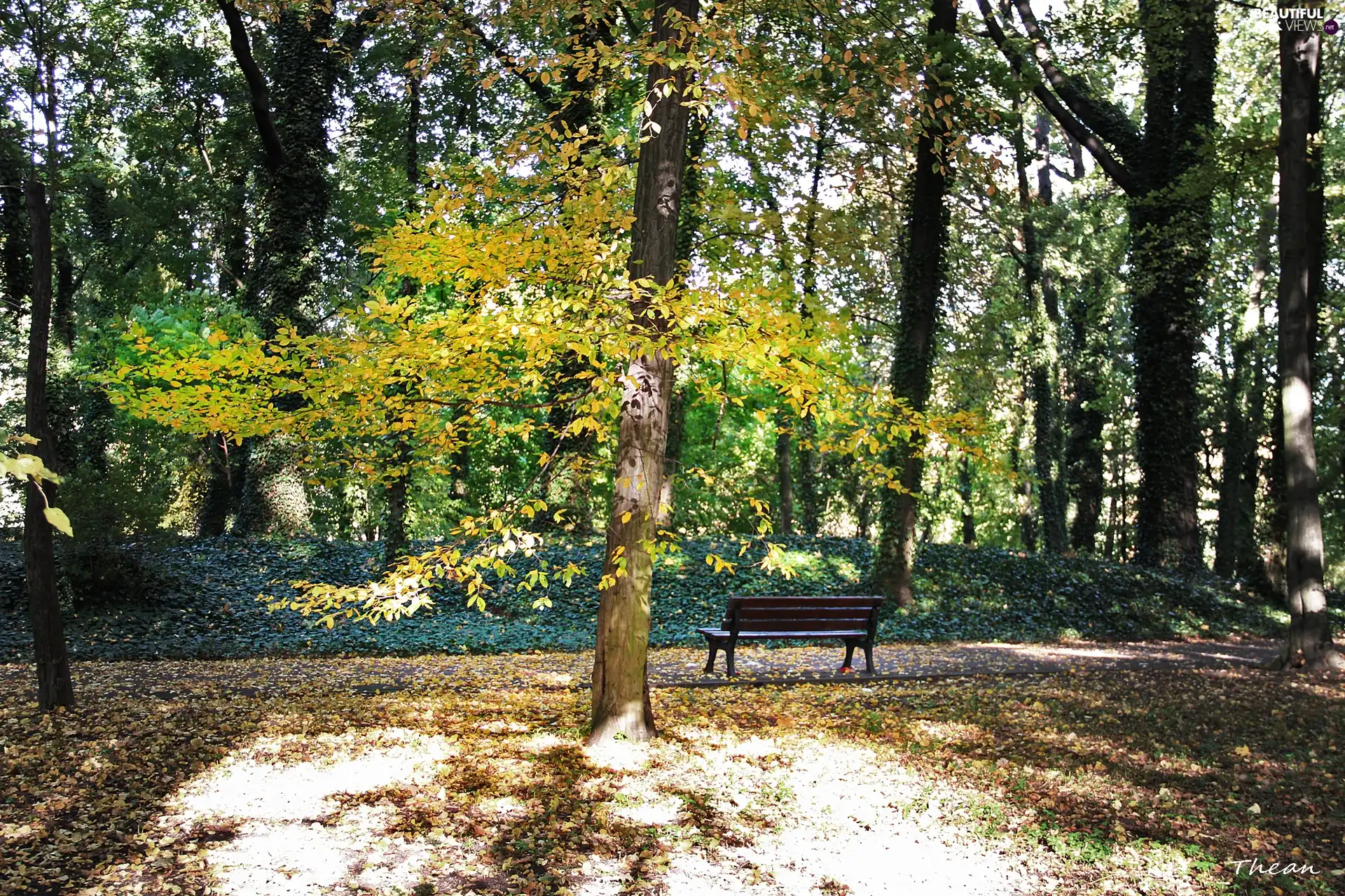 Bench, Autumn, Park