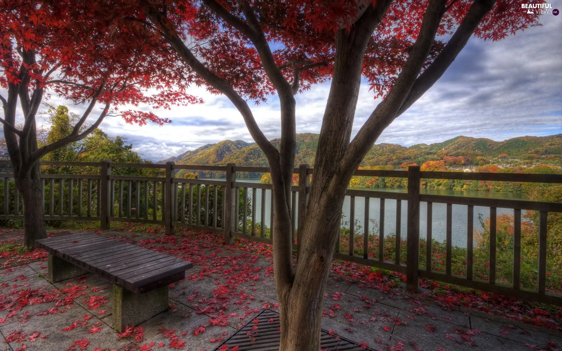 trees, Leaf, Bench, viewes