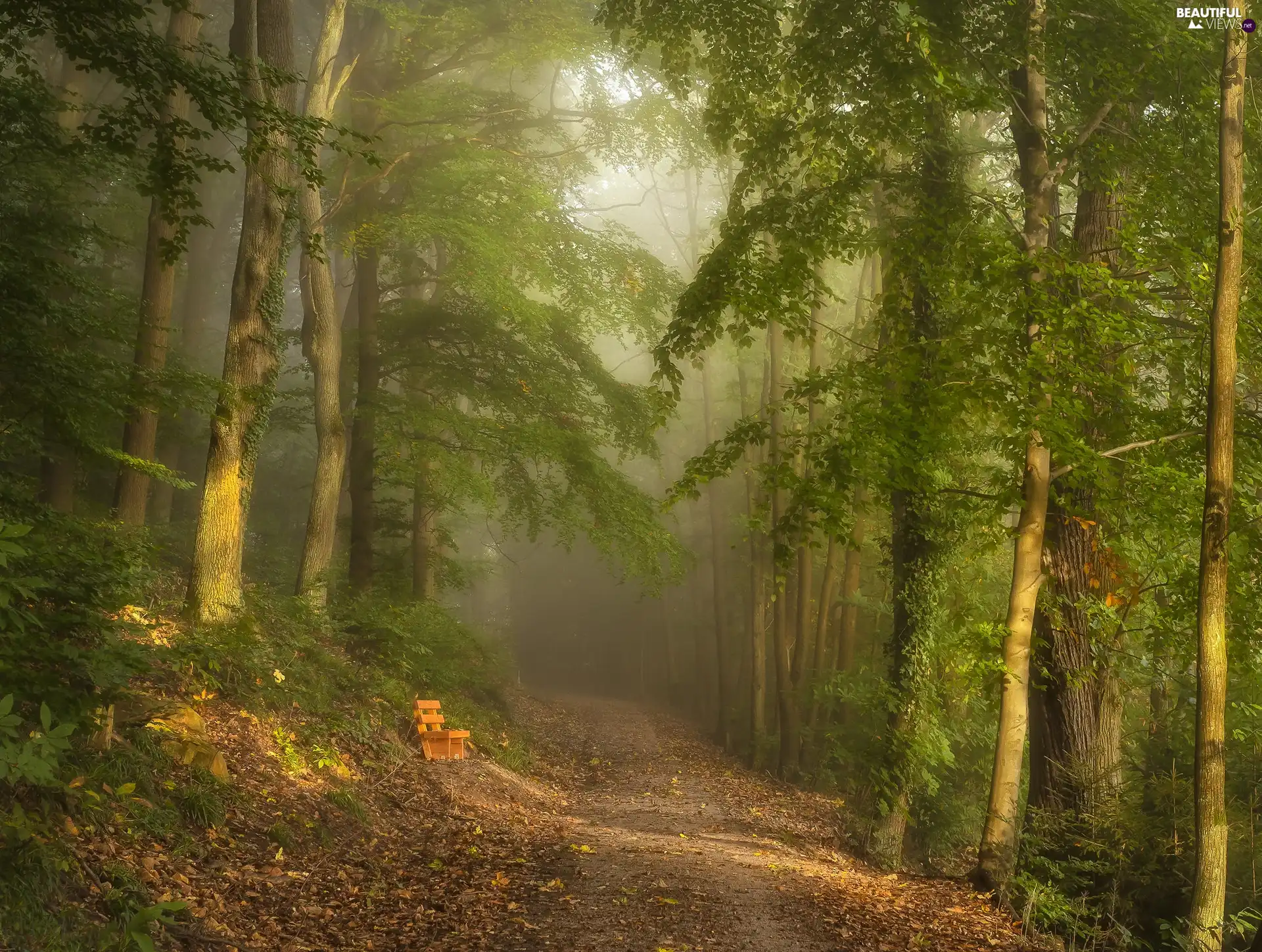 viewes, forest, Path, Bench, Fog, trees