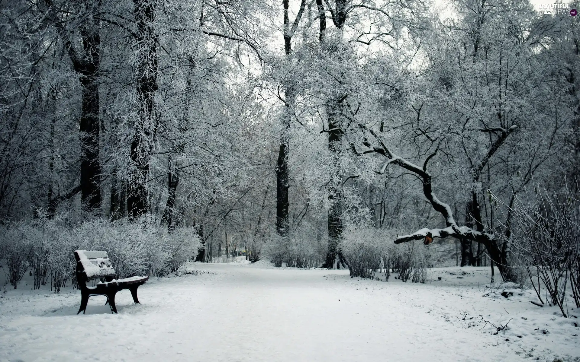 Bench, winter, trees, viewes, Park