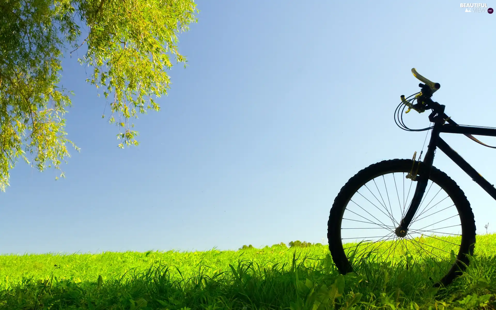 Meadow, Bike