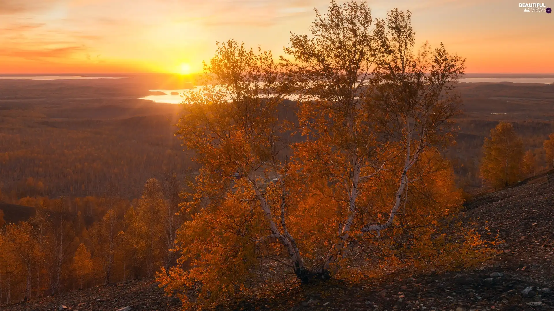 viewes, birch, autumn, trees, Sunrise