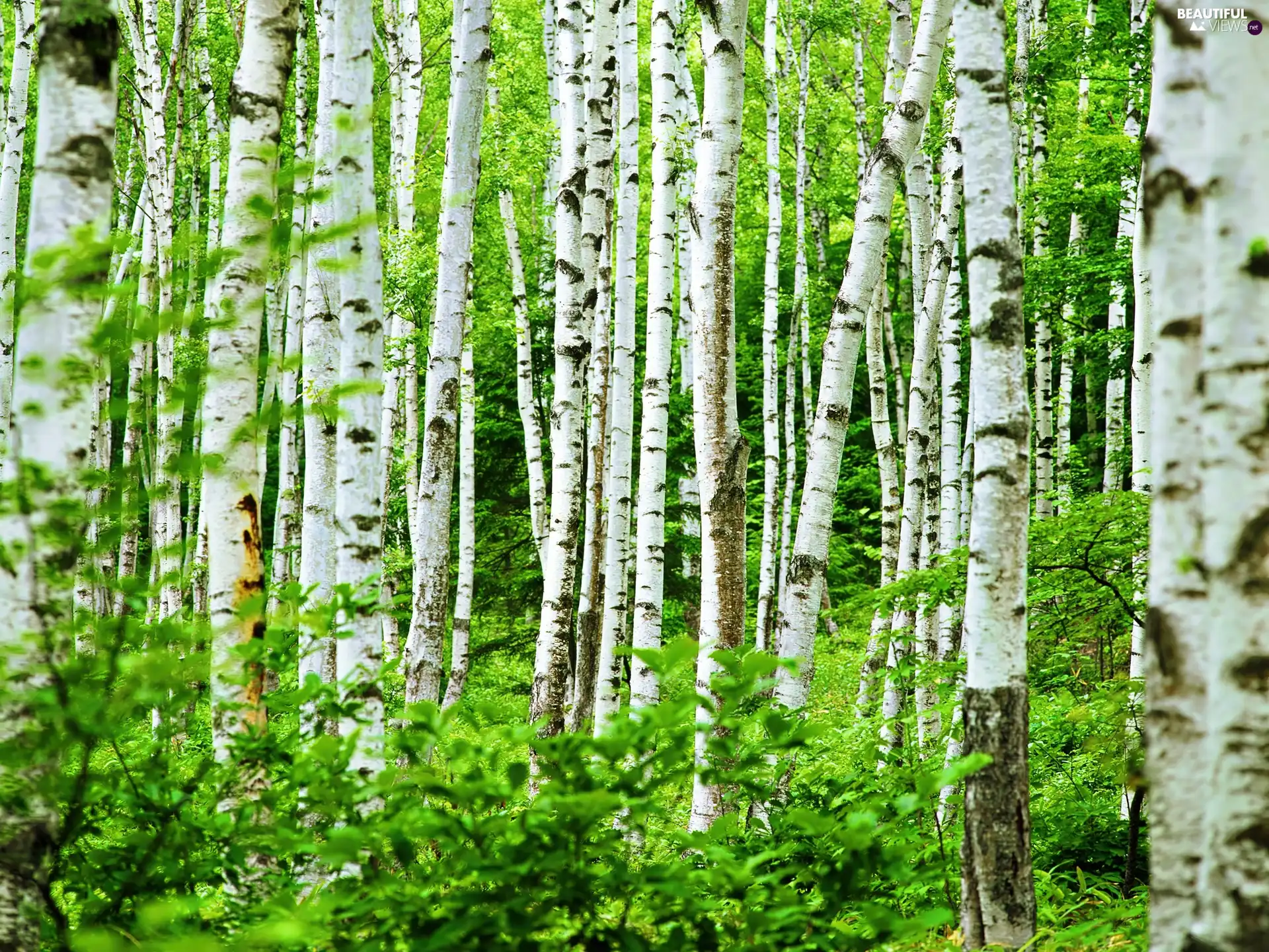 forest, birch