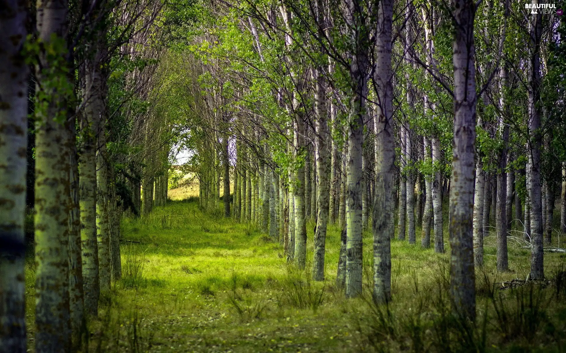 grove, birch