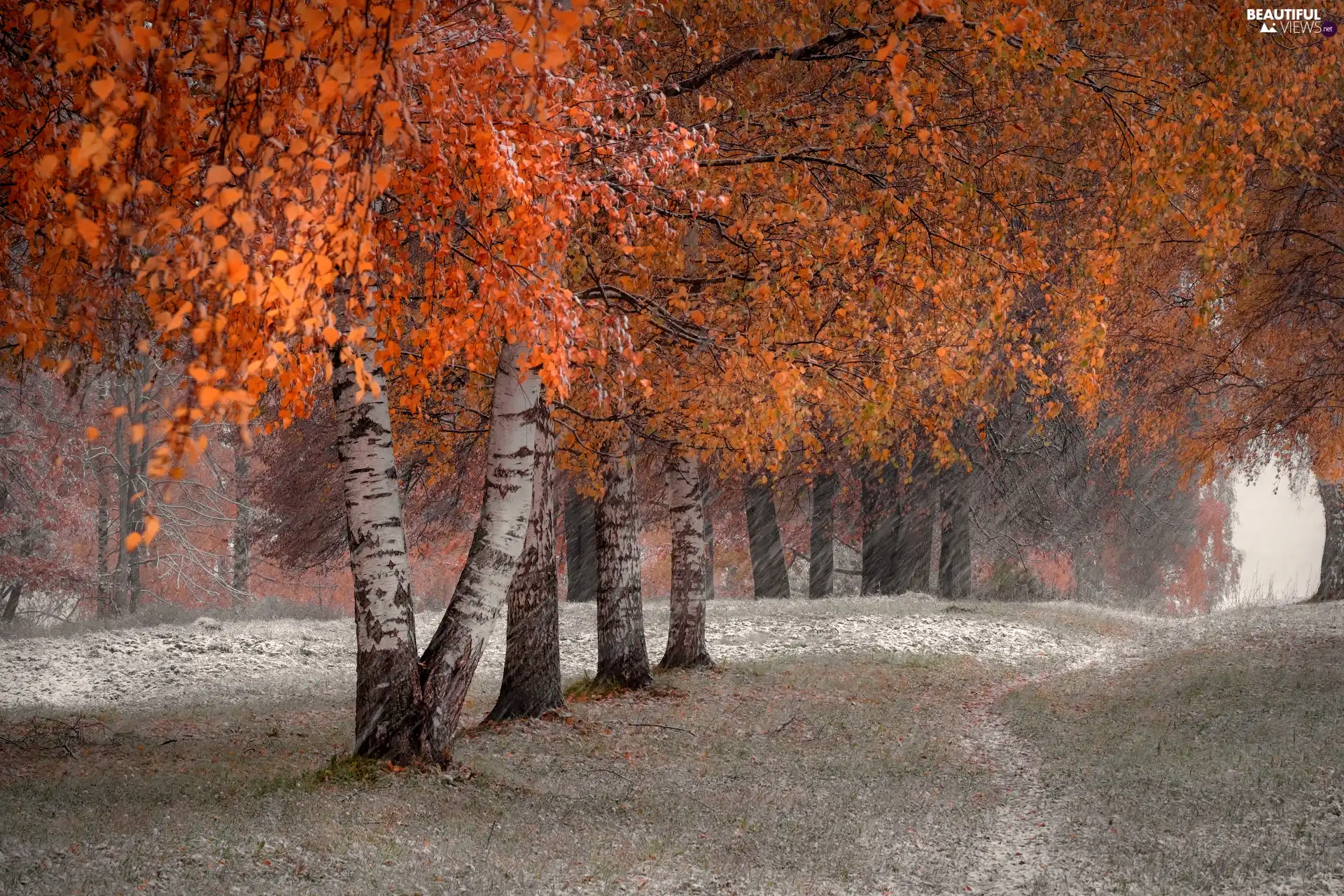 color, snow, Path, birch, autumn, Leaf, grass