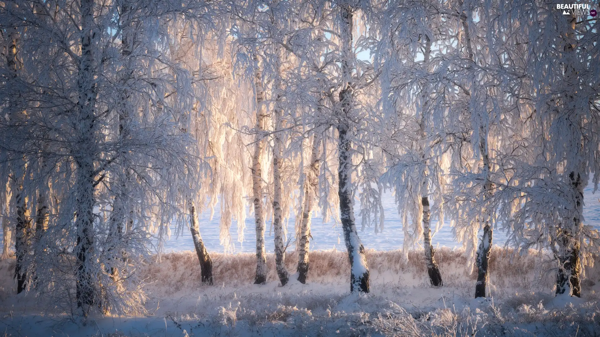 forest, winter, viewes, birch, trees, snow
