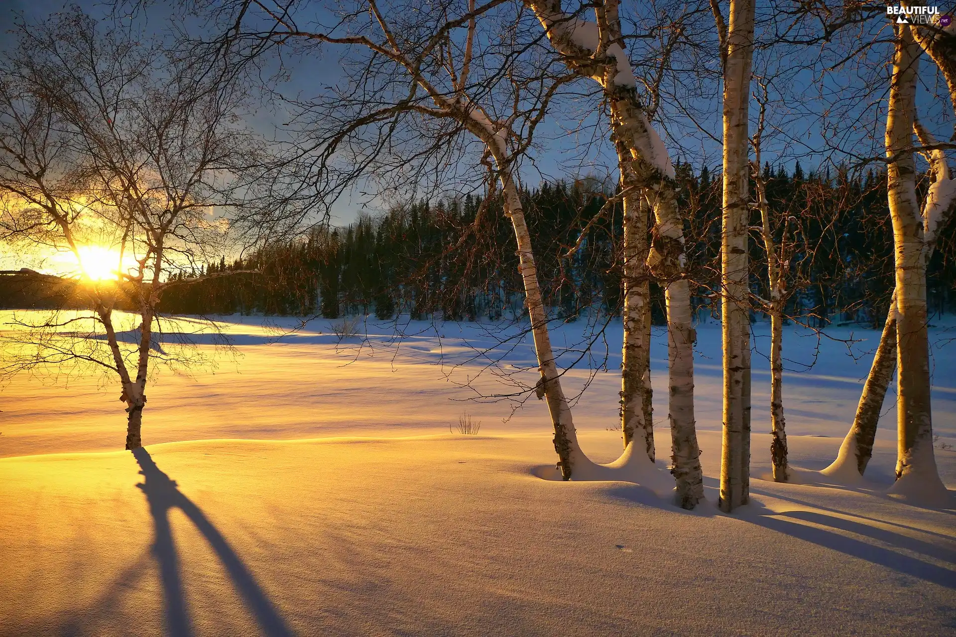 forest, birch, snow, Sunrise, winter