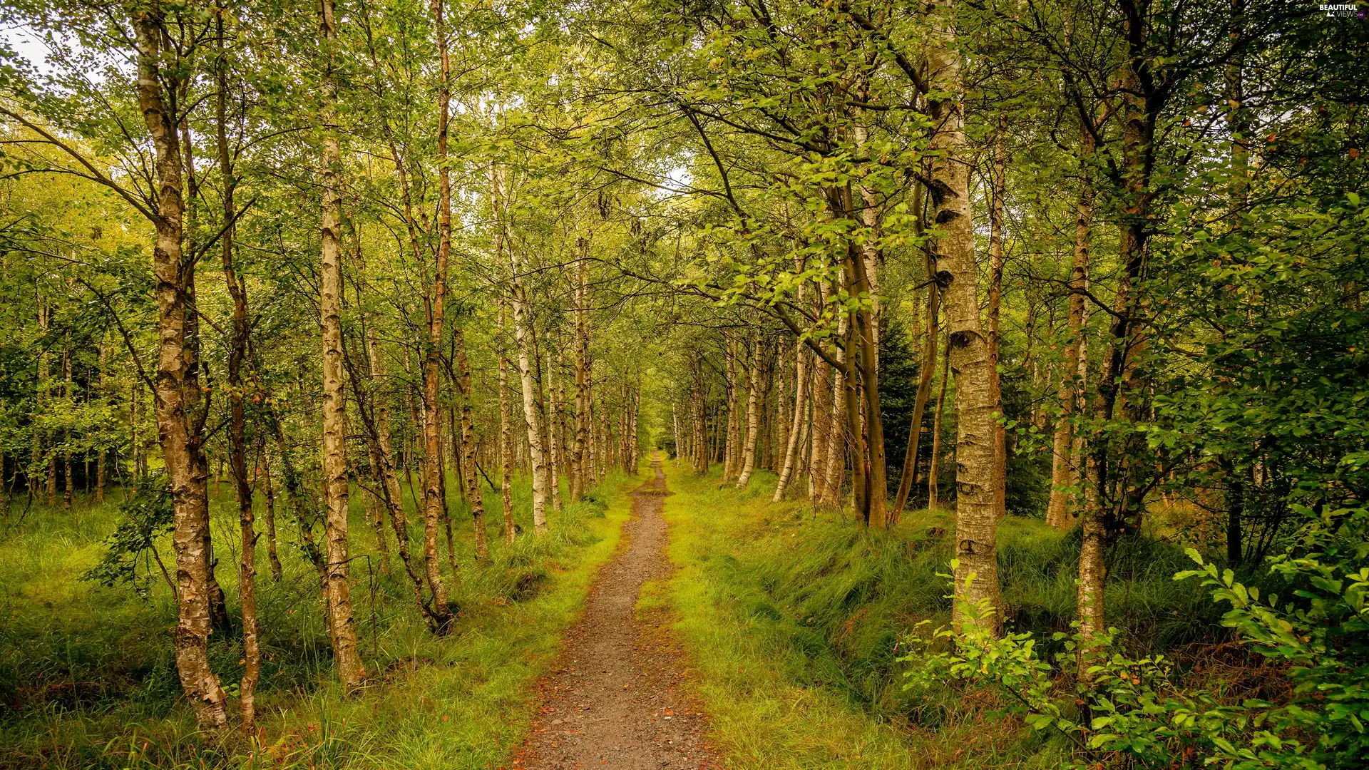 Path, birch, trees, viewes, forest
