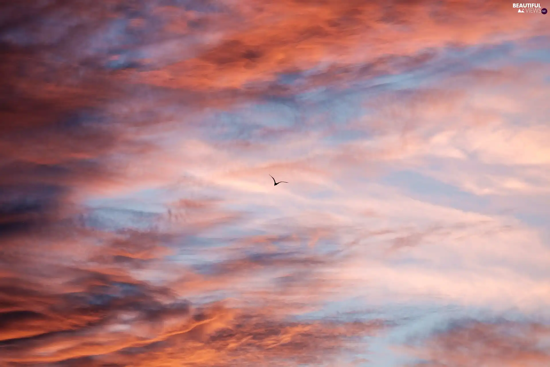 Bird, Sky, clouds