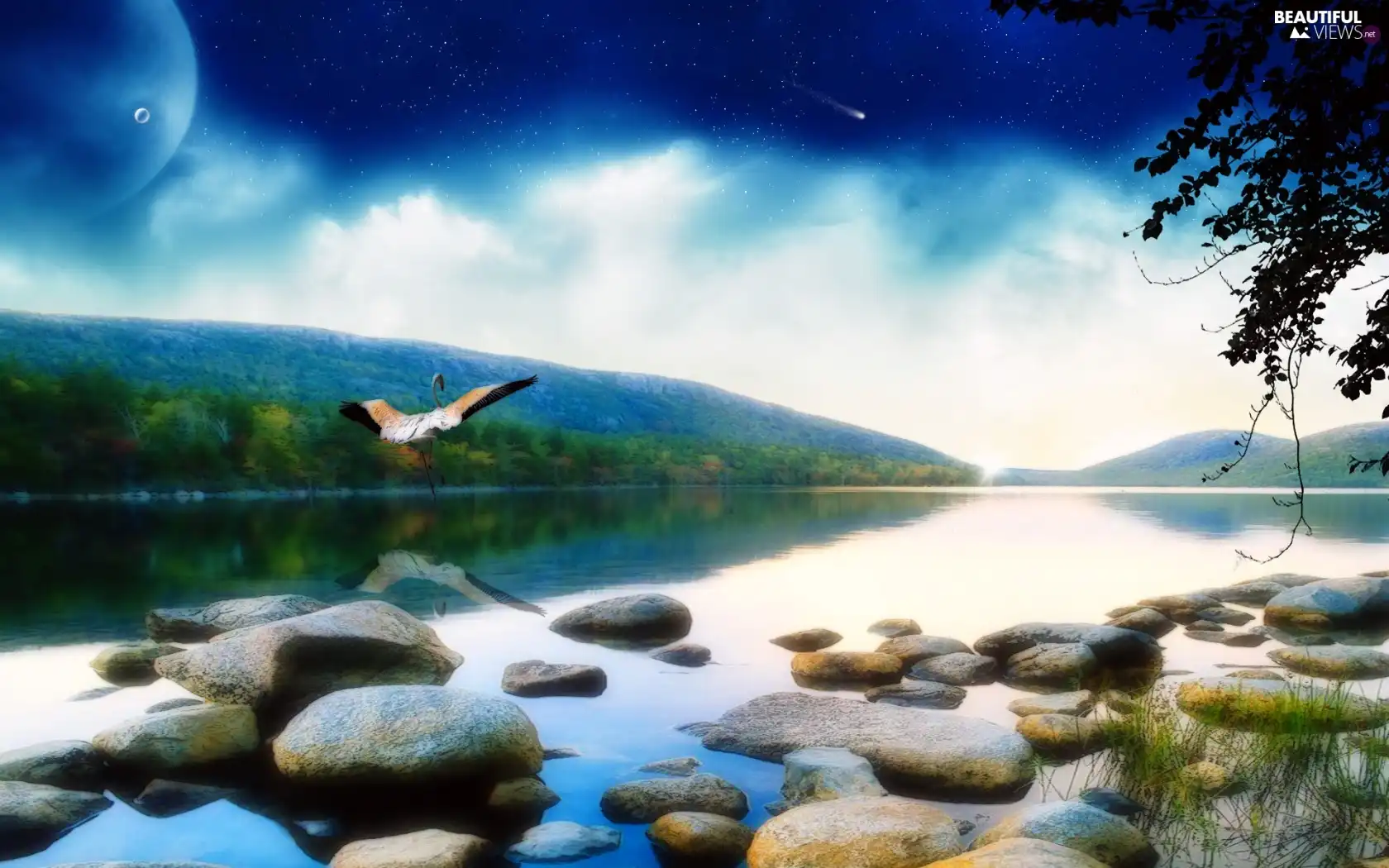 Bird, River, Stones