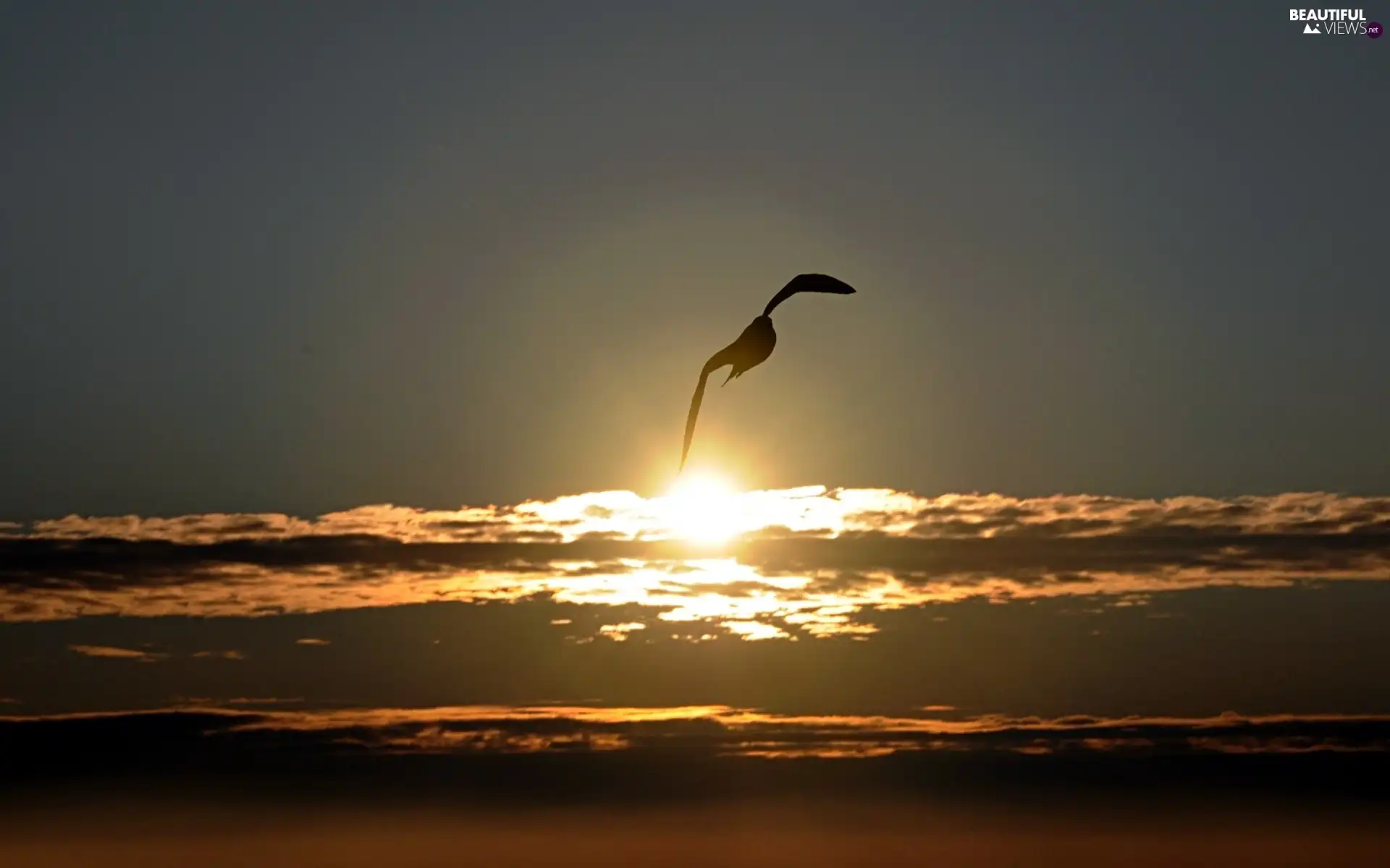 west, Sky, Bird, sun