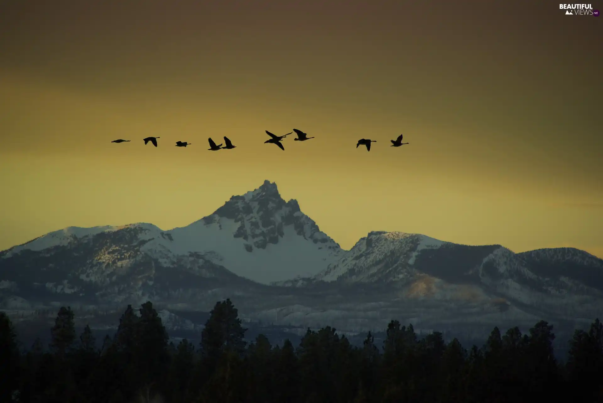 birds, Mountains, forest