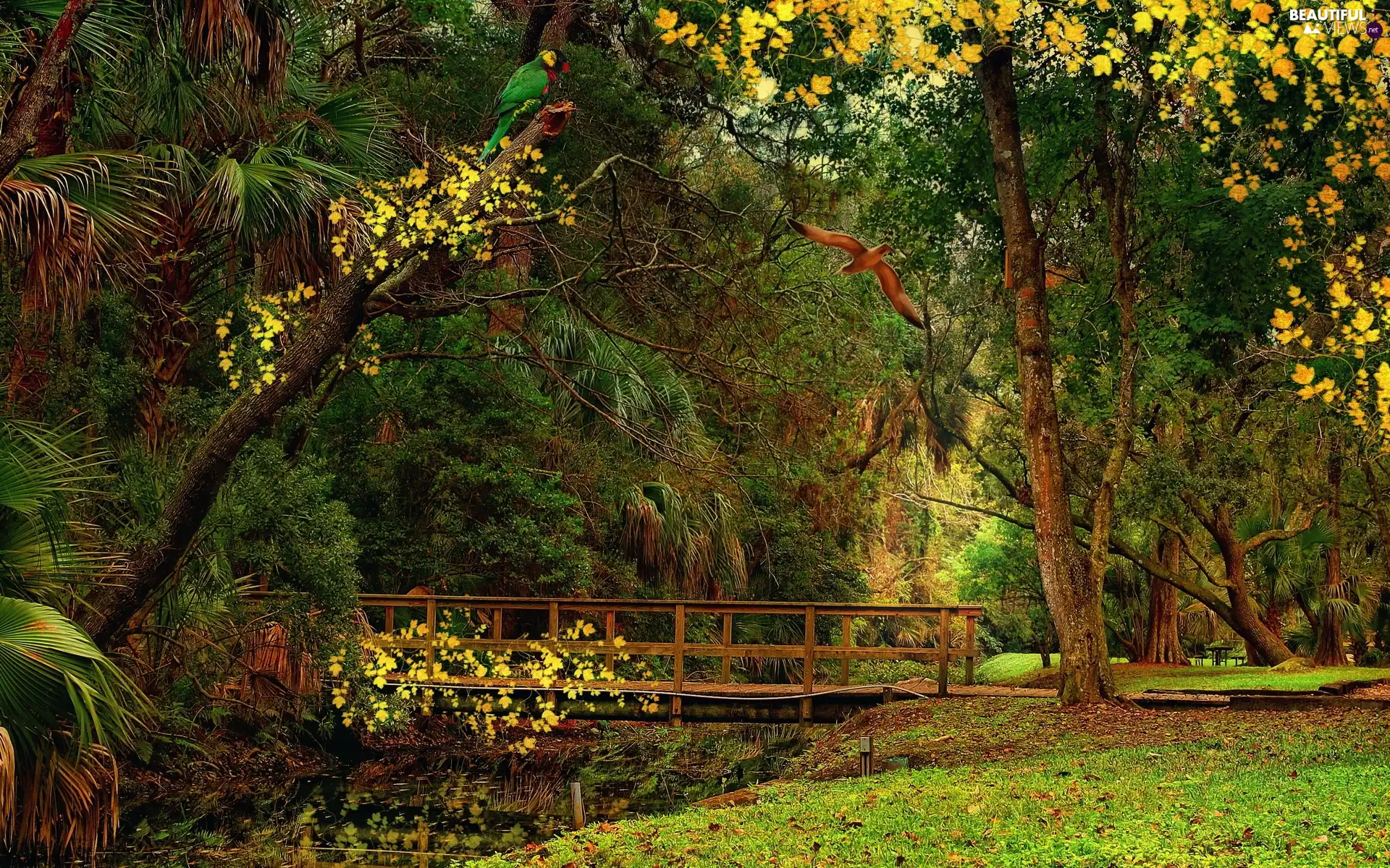 heavenly, bridges, birds, Park