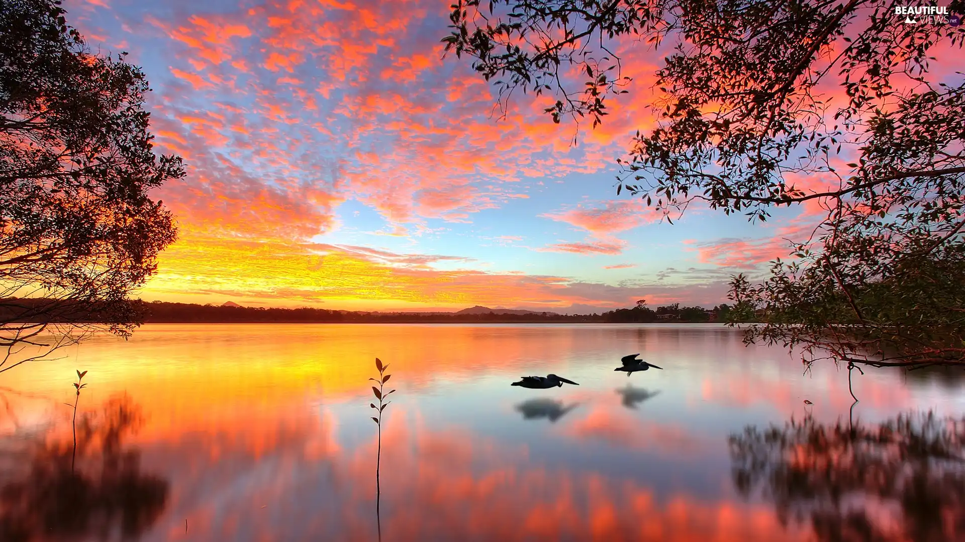 lake, sun, birds, west