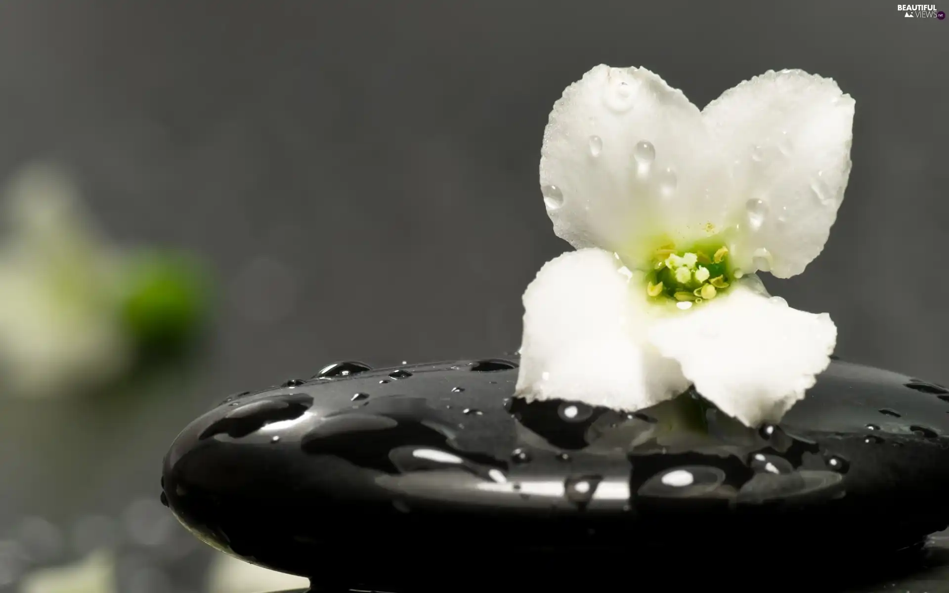 Black, White, drops, water, Stone, Colourfull Flowers
