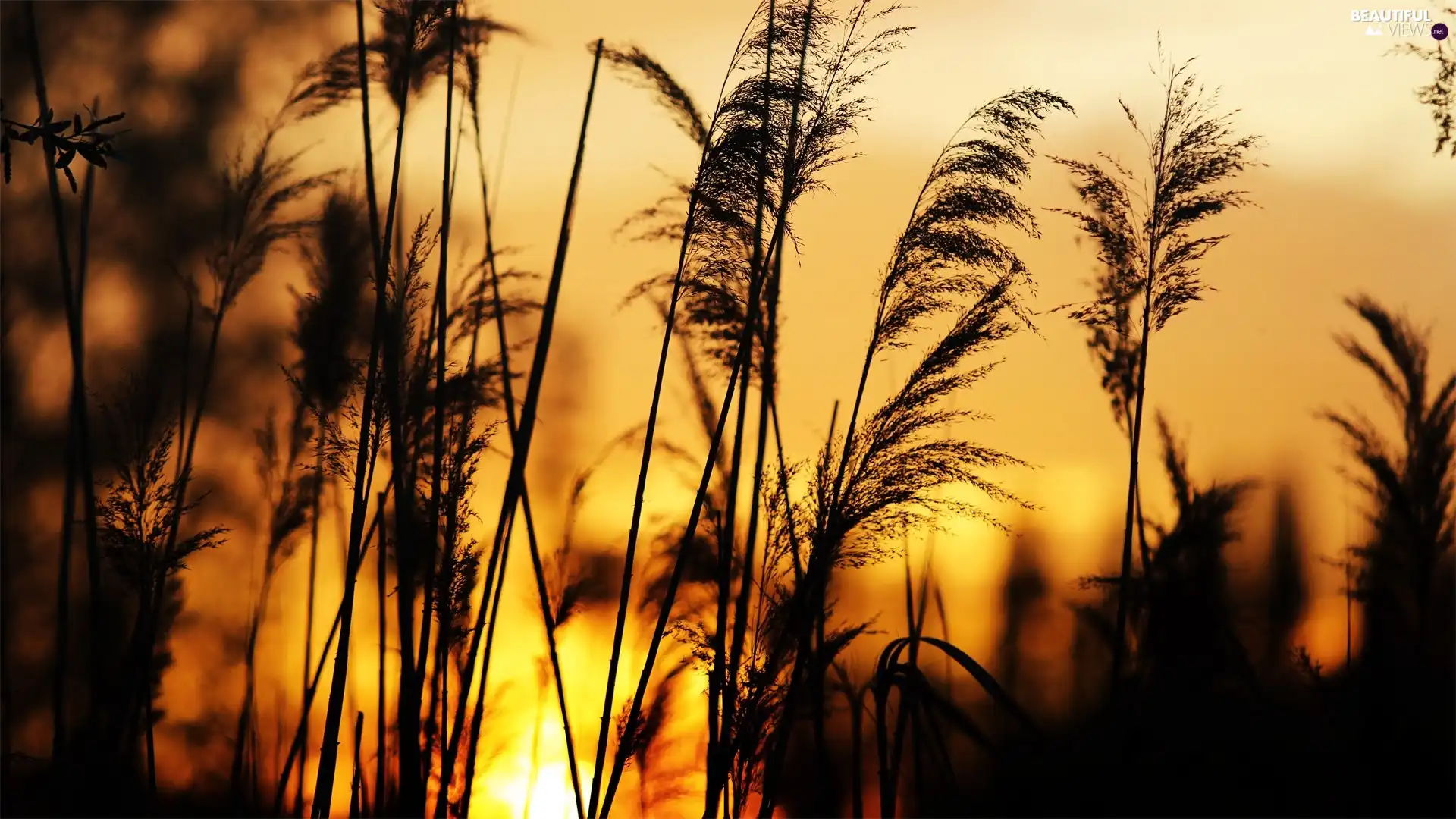 grass, Great Sunsets, blades