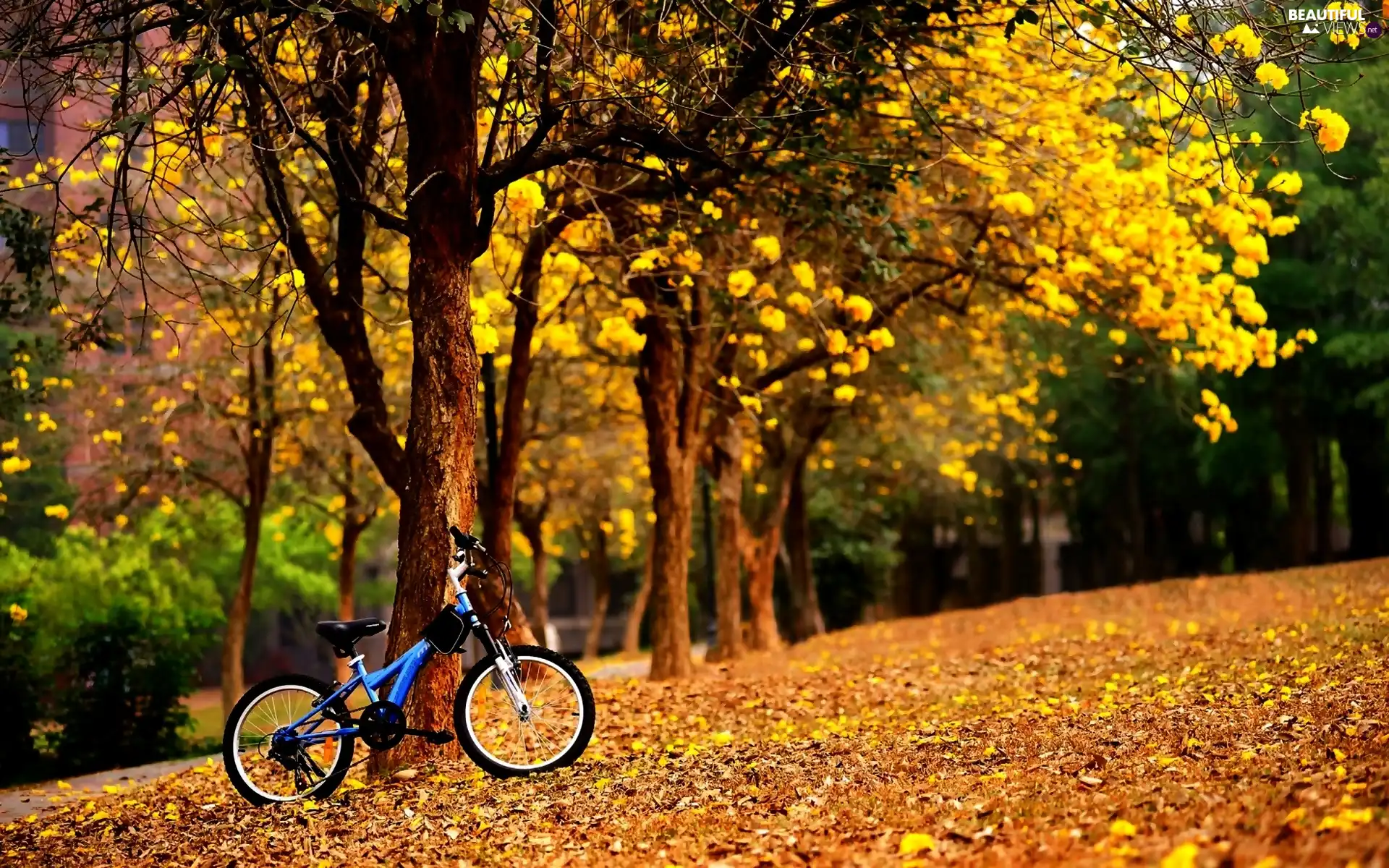 fallen, Autumn, blue, Bike, Leaf, Park