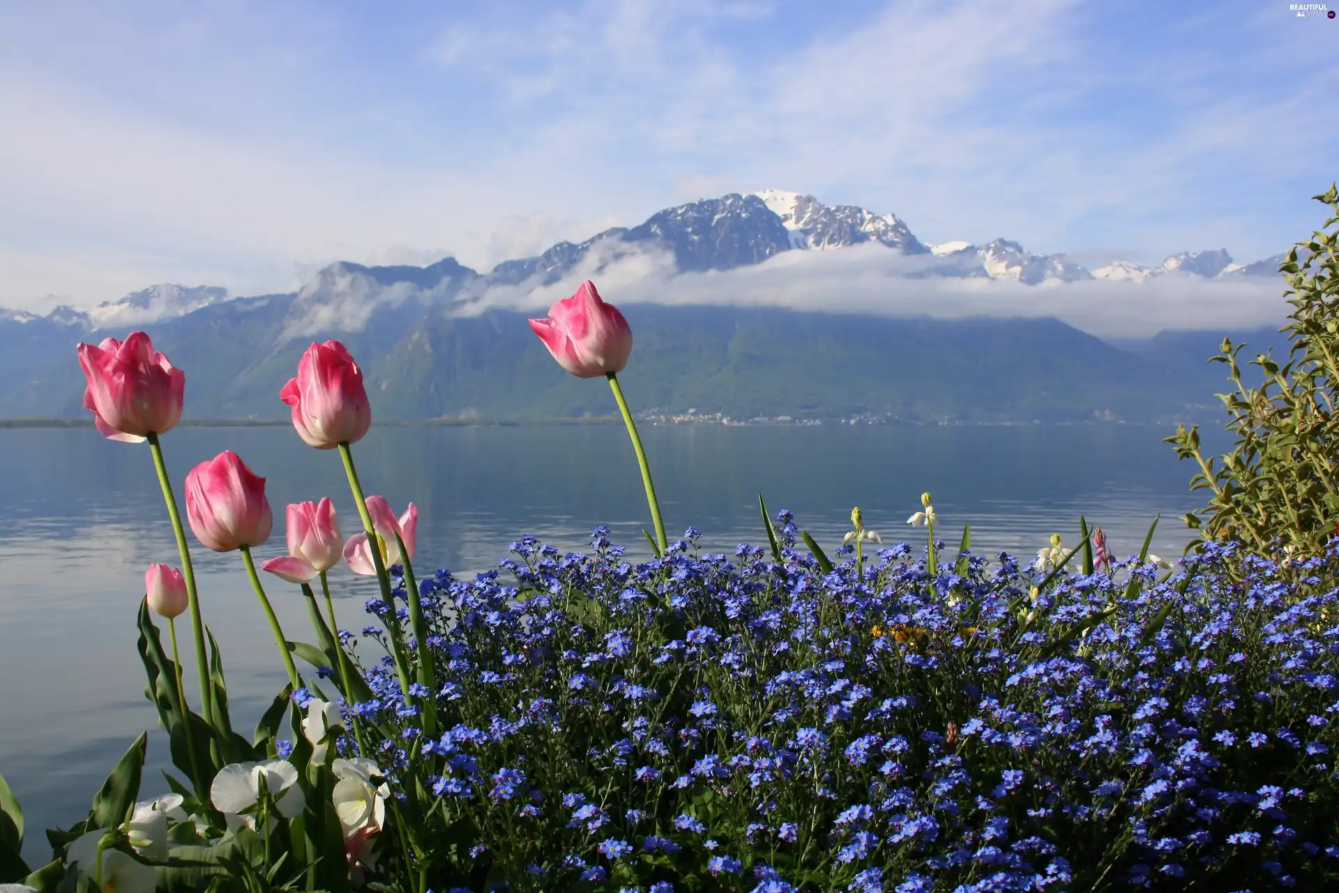 Blue, Flowers, lake, Tulips, Mountains