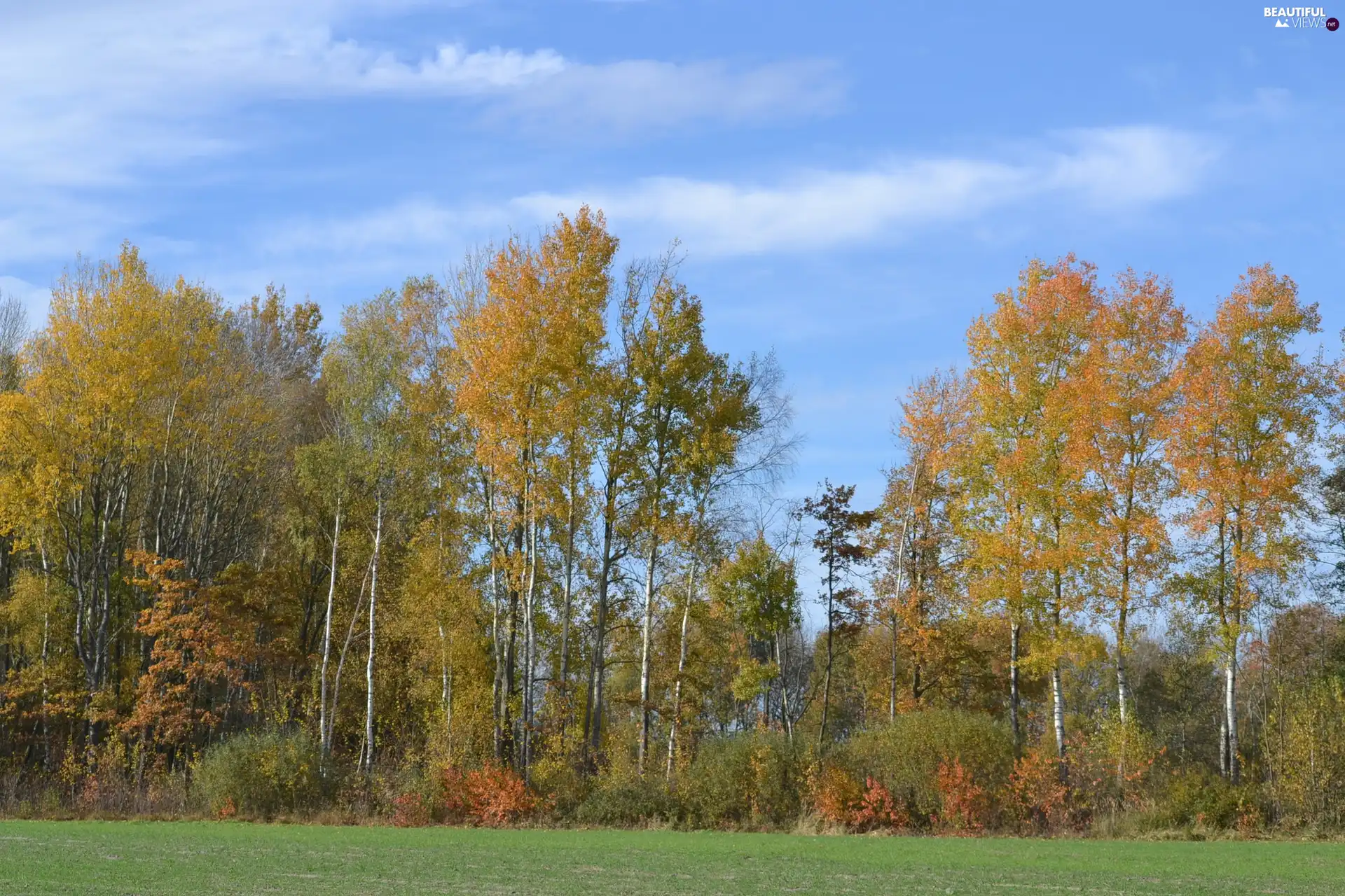 Blue, Sky, trees, viewes, color