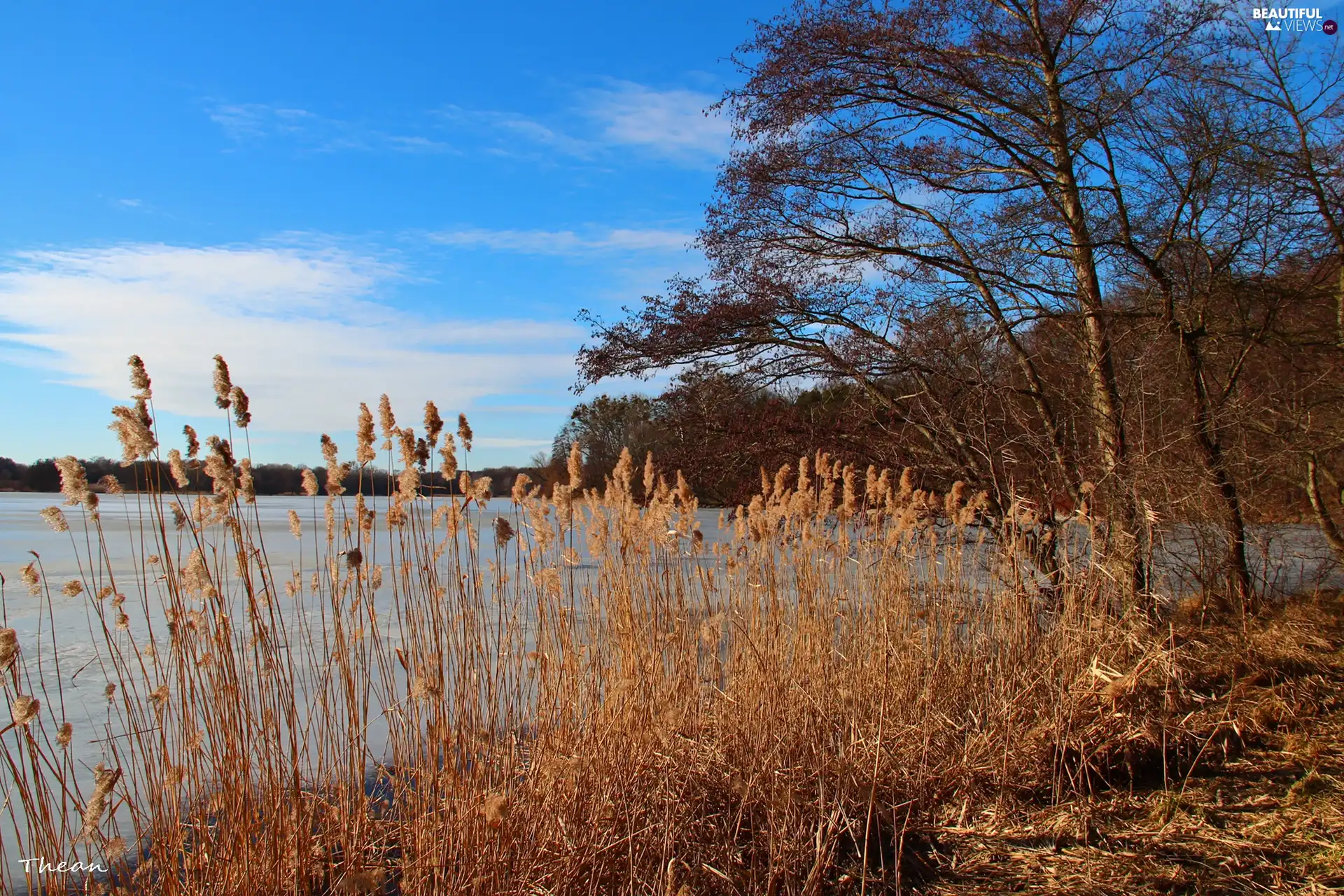 viewes, Cane, blue, Sky, lake, trees