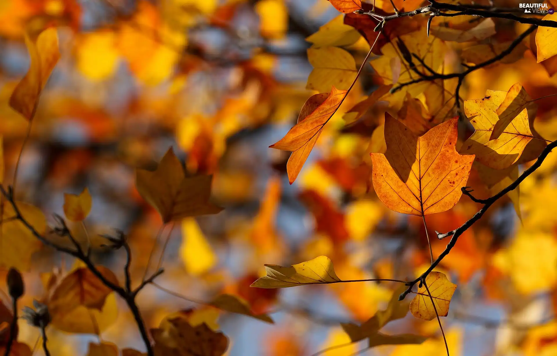 autumn, Leaf, blur, Twigs