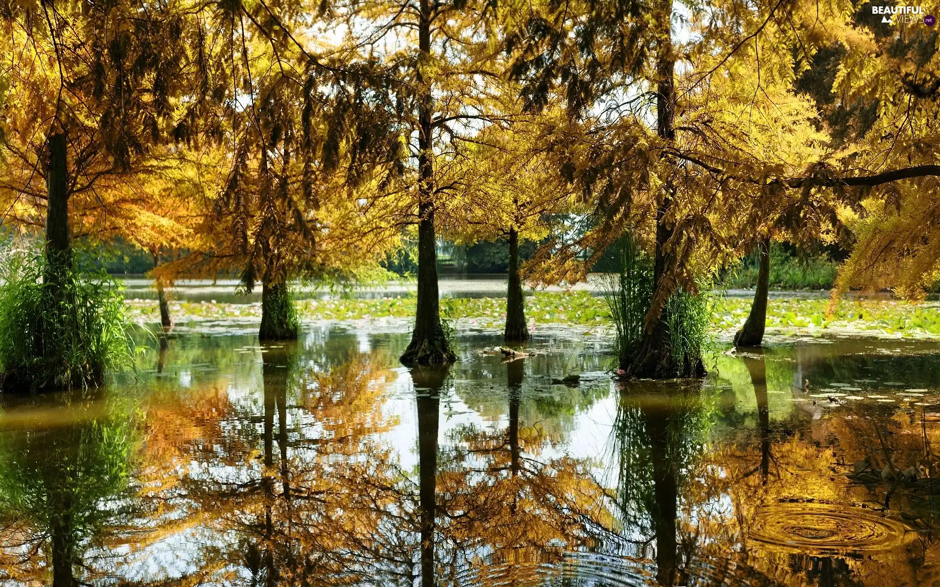 autumn, viewes, bog, trees