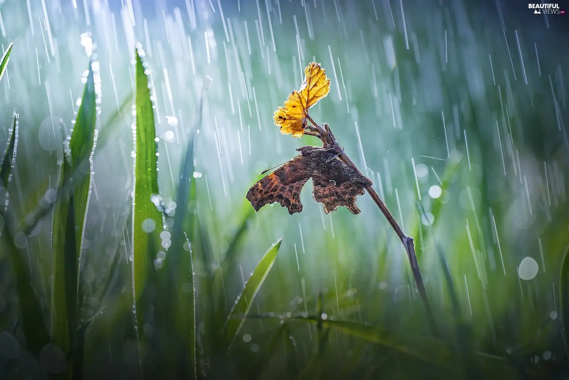 butterfly, Bokeh, twig, Rain, grass