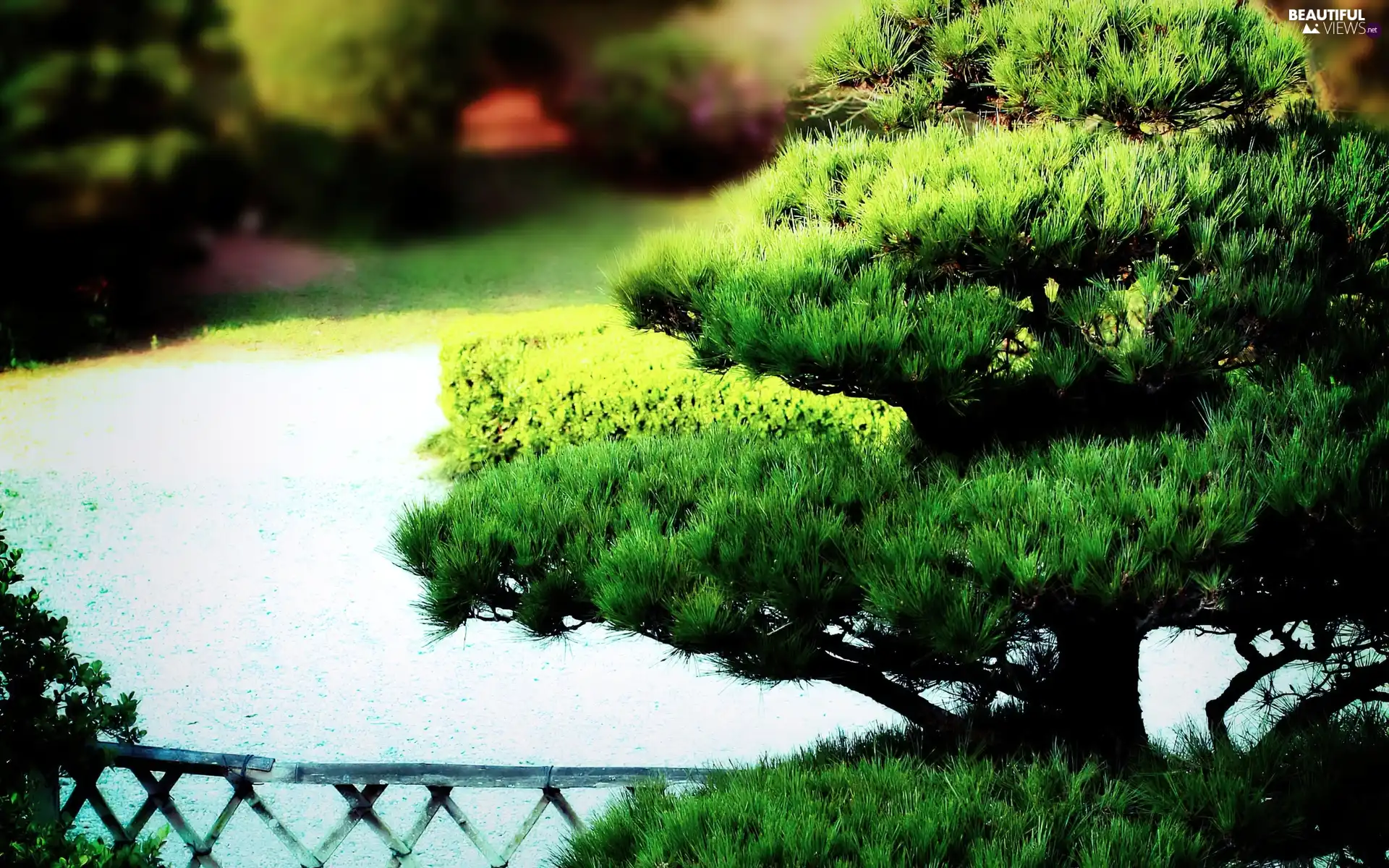 Bonsai, Park, sapling