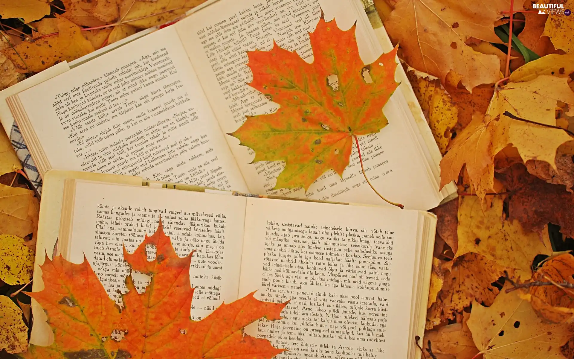 Book, autumn, Leaf