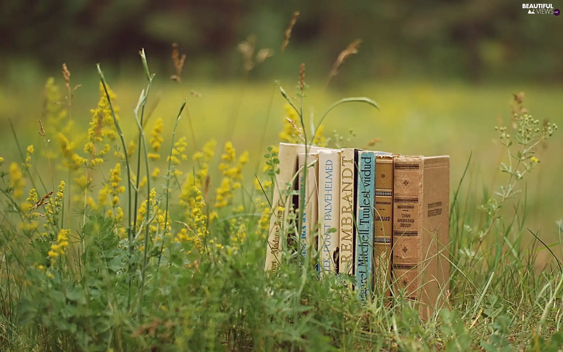 Books, Meadow, Flowers
